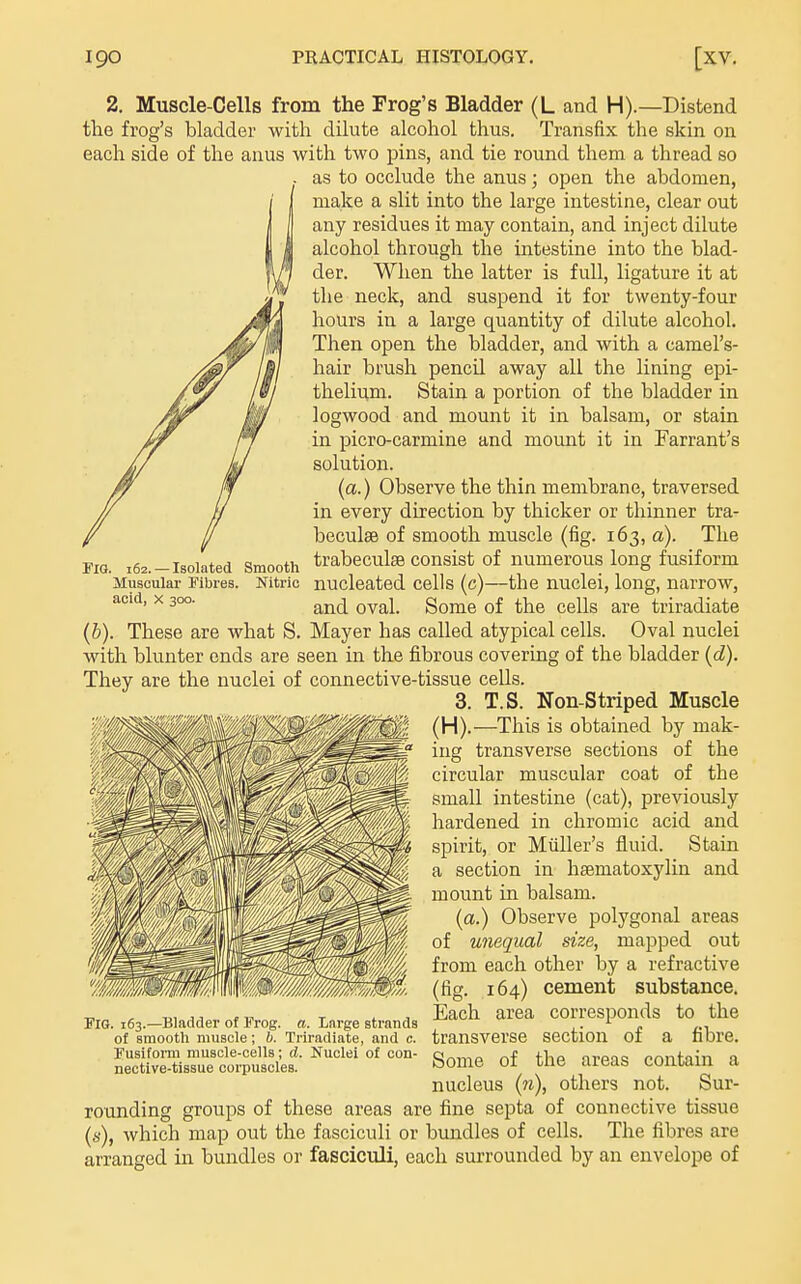 Fig, 2. Muscle-Cells from the Frog's Bladder (L and H).—Distend tlie frog's bladder with dilute alcohol thus. Transfix the skin on each side of the anus with two pins, and tie round them a thread so as to occlude the anus; open the abdomen, make a slit into the large intestine, clear out any residues it may contain, and inject dilute alcohol through the intestine into the blad- der. When the latter is full, ligature it at the neck, and suspend it for twenty-four hours in a large quantity of dilute alcohol. Then open the bladder, and with a camel's- hair brush pencil away all the lining epi- thelium. Stain a portion of the bladder in logwood and mount it in balsam, or stain in picro-carmine and mount it in Farrant's solution. (a.) Observe the thin membrane, traversed in every direction by thicker or thinner tra- beculse of smooth muscle (fig. 163, a). The i62.-isorated Smooth trabecule consist of numerous long fusiform Muscular Fibres. Nitric nucleated cells (c)—the nuclei, long, narrow, acid, X 300. oval. Some of the cells are triradiate (b). These are what S. Mayer has called atypical cells. Oval nuclei with blunter ends are seen in the fibrous covering of the bladder (d). They are the nuclei of connective-tissue cells. 3. T.S. Non-Striped Muscle (H).—This is obtained by mak- ing transverse sections of the circular muscular coat of the small intestine (cat), previously hardened in chromic acid and spirit, or Miiller's fluid. Stain a section in hsematoxylin and mount in balsam. (a.) Observe polygonal areas of unequal size, mapped out from each other by a refractive (fig. 164) cement substance. Each area corresponds to the transverse section of a fibre. Some of the areas contain a nucleus {11), others not. Sur- rounding groups of these areas are fine septa of connective tissue (s), which map out the fasciculi or bundles of cells. The fibres are arranged in bundles or fasciculi, each surrounded by an envelope of ElOt. 163.—Bladder of Frog. a. Large strands of smooth muscle; b. Triradiate, and c. Fusifonn muscle-cells; d. Nuclei of con- nective-tissue corpuscles.