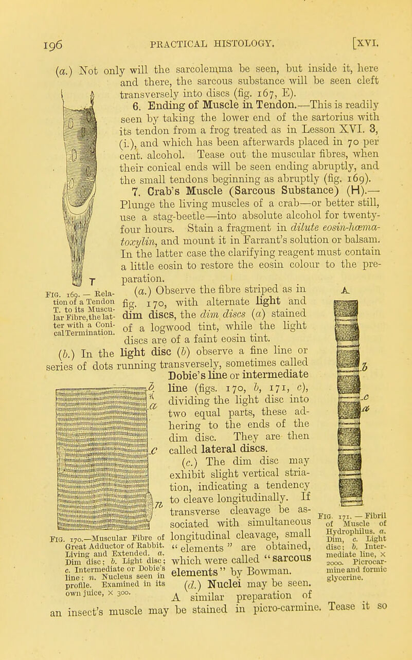 fig. (a.) Not only will the sarcolemma be seen, but inside it, here and there, the sarcous substance will be seen cleft transversely into discs (fig. 167, E). 6. Ending of Muscle in Tendon,—This is readily seen by taking the loAver end of the sartorius with its tendon from a frog treated as in Lesson XVI. 3, (i.), and which has been afterwards placed in 70 per cent, alcohol. Tease out the muscular fibres, when their conical ends will be seen ending abruptly, and the small tendons beginning as abruptly (fig. 169). 7. Crab's Muscle (Sarcous Substance) (H).— Plunge the living muscles of a crab—or better still, use a stag-beetle—into absolute alcohol for twenty- four hours. Stain a fragment in dilute eosin-hcema- toxylin, and mount it in Tarrant's solution or balsam. In the latter case the clarifying reagent must contain a little eosin to restore the eosin colour to the pre- paration. (a.) Observe the fibre striped as in a. 170, with alternate light and dim discs, the dim discs (a) stained of a logwood tint, while the light discs are of a faint eosin tint. {h.) In the Ught disc (&) observe a fine line or series of dots running transversely, sometimes called Doble's line or intermediate line (figs. 170, h, 171, c), dividing the light disc into two equal parts, these ad- hering to the ends of the dim disc. They are then called lateral discs. (c.) The dim disc may exhibit sUght vertical stria- tion, indicating a tendency to cleave longitudmaUy. If transverse cleavage be as- sociated with simultaneous longitudinal cleavage, small  elements  are obtained, which were called sarcous elements by Bowman. [d.) Nuclei may be seen. A similar preparation of insect's muscle may be stained in picro-carminc JIG. 169. — Bela- tion of a Tendon T. to its Muscu- lar Fibre,the lat- ter wltli a Coni- cal Termination. Si»mnBiniiirnmiin»«iffl!W!ilniimihWi#^^ !?!miminiuiiBiirii-|{Q]jTiilin}iPJ}™^^ FlO. 170.—Muscular Fibre of Great Adductor of Kabbit. Living aud Extended, a. Dun disc; 6. Light disc; c. Intermediate or Dobie's line; n. Nucleus seen in profile. Examined in its own juice, x 300. Fig an 171. — Fibril of Muscle of Hydrophilus. a. Dim, c. Light disc; 6. Inter- mediate line, X 2cxx>. Picrocar- miue and formic glycerine. Tease it so
