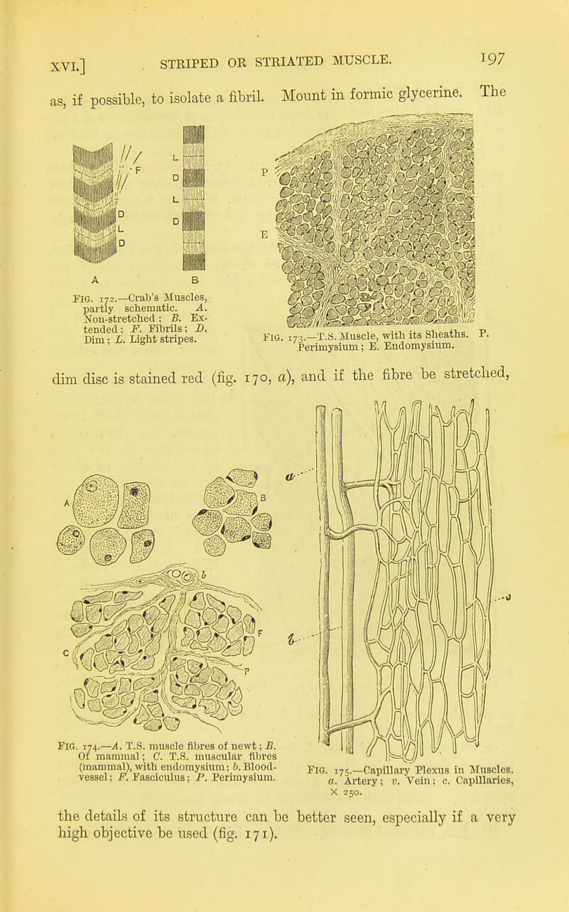 as, if possible, to isolate a fibril. Mount in formic glycerine. The ■ m Fig. 172.—Crab's Muscles, partly schematic. A. Jfon-stretched ; B. Ex- tended; F. FibrUs; J). Dim; i. Light stripes. Fig. 173.—T.S. Muscle, with its Sheaths. P. Perimysium; E. Endomysium. dim disc is stained red (fig. 170, a\ and if tlie fibre be stretched, M Or- Fig. 174.—A. T.S. muscle fibres of newt; jB. Of mammal; C. T.S. muscular fibres (mammal), with endomysium; h. Blood- vessel; F. Fasciculus; P. Perimysium. .■■0 Fig. 175.—Capillary Plexus in Muscles, ft. Artery; v. Vein; c. Capillaries, X 250- the details of its structure can be better seen, especially if a very high objective be used (fig. 171).