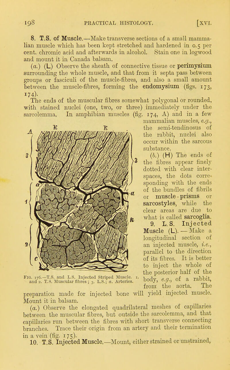 8, T,S. of Muscle.—Make transverse sections of a small mamma- lian muscle which has been kept stretched and hardened in 0.5 per cent, chromic acid and afterwards in alcohol. Stain one in logwood and mount it in Canada balsam. (a.) (L) Observe the sheath of connective tissue or perimysium surrounding the whole muscle, and that from it septa pass between groups or fasciculi of the muscle-fibres, and also a small amount between the muscle-fibres, forming the endomysium (figs. 173, 174)- The ends of the muscular fibres somewhat polygonal or rounded, with stained nuclei (one, two, or three) immediately under the sarcolemma. In amphibian muscles (fig. 174, A) and in a few mammalian muscles, e.g., ft . the semi-tendinosus of the rabbit, nuclei also occur within the sarcous substance. (b.) (H) The ends of the fibres appear finely dotted with clear inter- spaces, the dots corre- sponding with the ends of the bundles of fibrils or muscle - prisms or sarcostyles, while the clear areas are due to what is called sarcoglia. 9. L. S. Injected Muscle (L). — Make a longitudinal section of an injected muscle, i.e., parallel to the direction of its fibres. It is better to inject the whole of the posterior half of the body, e.g., of a rabbit, from the aorta. The preparation made for injected bone will yield injected muscle. Mount it in balsam. (a.) Observe the elongated quadrilateral meshes of capillaries between the muscular fibres, but outside the sarcolemma, and that capillaries run between the fibres with short transverse connecting branches. Trace their origin from an artery and their termination in a vein (fig. 175). •. , 10. T.S. Injected Muscle.—Mount, either stramed or unstramed. Pig. 176. and 2. —T.S. and L.S. Injected Striped Muscle. T.S. Muscular fibres ; 3. L.S.; a. Ai-teries.