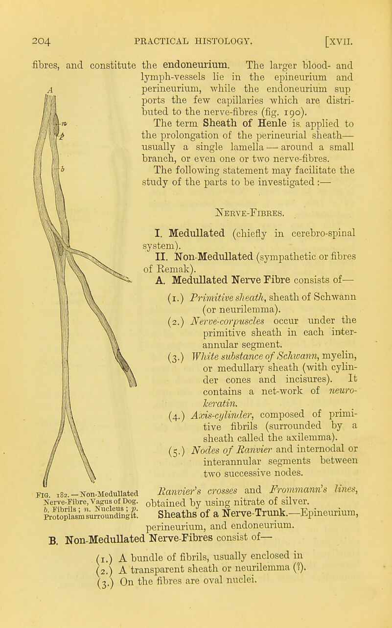 fibres, and constitute the endoneurium. The larger blood- and lymph-vessels lie in the epineurium and perineurium, while the endoneurium sup ports the few capillaries which are distri- buted to the nerve-fibres (fig. 190). The term Sheath of Henle is applied to the prolongation of the perineurial sheath— usually a single lamella — around a small branch, or even one or two nerve-fibres. The following statement may facilitate the study of the parts to be investigated :— Nerve-Fibres. I. MeduUated (chiefly in cerebro-spinal system). II. Non-Medullated (sympathetic or fibres of Eemak). A. MeduUated Nerve Fibre consists of— (I.) Primitive sli eath, sheath of Schwann (or neurilemma). (2.) Nerve-corpuscles occur under the primitive sheath in each inter- annular segment. (3.) White substance of Schwann, myelin, or medullary sheath (with cylin- der cones and incisures). It contains a net-work of 7ieuro- Jceratin. (4.) Axis-cylinder, composed of primi- tive fibrils (surrounded by a sheath called the axilemma). (5.) Nodes of Ranvier and internodal or inter annular segments between two successive nodes. FIG. i82.-Non-Meciuiiated Eanvier's crosses and Fromma7m's lines, Nerve-Fibre, Vagus of Dog. obtained by using nitrate of silver. SSasmsurroS^S: Sheaths of a Nerve-Trunk.—Epineurium, perineurium, and endoneurium. B. Non-MeduUated Nerve-Fibres consist of— (i.) A bundle of fibrils, usually enclosed in (2.) A transparent sheath or neurilemma (^). (3.) On the fibres are oval nuclei.