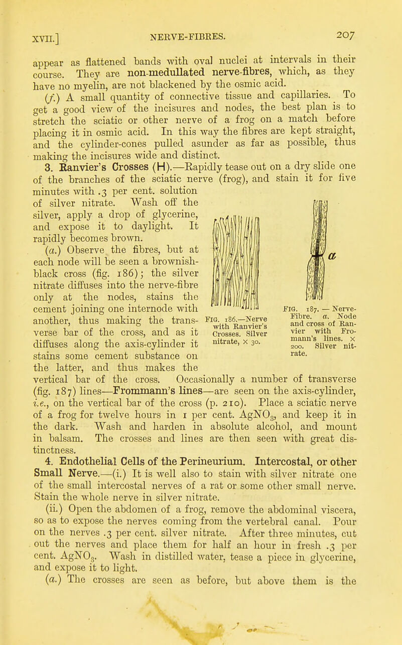 appear as flattened bands with oval nuclei at intervals in course. They are non meduEated nerve-fibres, which, as have no myelin, are not blackened by the osmic acid. (/■.) A small quantity of connective tissue and capillaries, et a good view of the incisures and nodes, the best plan stretch the sciatic or other nerve of a frog on a match before their they To is to placing it in osmic acid. Fig. 186.—Nerve with Banvier's Crosses. Silver nitrate, x 30. In this way the fibres are kept straight, and the cylinder-cones pulled asunder as far as possible, thus making the incisures wide and distinct. 3. Eanvier's Crosses (H).—Eapidly tease out on a dry slide one of the branches of the sciatic nerve (frog), and stain it for five minutes with .3 per cent, solution of silver nitrate. Wash off the silver, apply a drop of glycerine, and expose it to daylight. It rapidly becomes brown. (a.) Observe the fibres, but at each node will be seen a brownish- black cross (fig. 186); the silver nitrate diffuses into the nerve-fibre only at the nodes, stains the cement joining one internode with another, thus making the trans- verse bar of the cross, and as it diffuses along the axis-cylinder it stains some cement substance on the latter, and thus makes the vertical bar of the cross. Occasionally a number of transverse (fig. 187) lines—Prommann's lines—are seen on the axis-cylinder, i.e., on the vertical bar of the cross (p. 210). Place a sciatic nerve of a frog for twelve hours in i per cent. AgNOg, and keep it in the dark. Wash and harden in absolute alcohol, and mount in balsam. The crosses and lines are then seen with great dis- tinctness. 4. Endothelial Cells of the Perineurium. Intercostal, or other Small Nerve.—(i.) It is well also to stain with silver nitrate one of the small intercostal nerves of a rat or some other small nerve. Stain the whole nerve in silver nitrate. (ii.) Open the abdomen of a frog, remove the abdominal viscera, so as to expose the nerves coming from the vertebral canal. Pour on the nerves .3 per cent, silver nitrate. After three minutes, cut out the nerves and place them for half an hour in fresh .3 per cent. AgNOj. Wash in distilled water, tease a piece in glycerine, and expose it to light. (a.) The crosses are seen as before, but above them is tlie 187. — Nerve- Fibre, a. Node and cross of Ran- vier with Fro- mann's lines, x 200. Silver nit- rate.