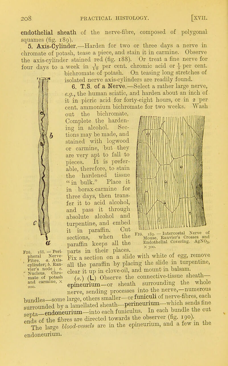 endothelial sheath of the nerve-fibre, composed of polygonal squames (fig. 189). 5. Axis-Cylinder.—Harden for two or three days a nerve in chromate of potash, tease a piece, and stain it in carmine. Observe the axis-cylinder stained red (fig. 188). Or treat a iine nerve for four days to a week in ^ per cent, chromic acid or i- per cent. bichromate of potash. On teasing long stretches of isolated nerve axis-cylinders are readily found. 6. T.S. of a Nerve.—Select a rather large nerve, e.g., the human sciatic, and harden about an inch of. it in picric acid for forty-eight hours, or m 2 per cent, ammonium bichromate for two weeks. Wash out the bichromate. Complete the harden- ing in alcohol. Sec- tions may be made, and stained with logwood or carmine, but they are very apt to fall to pieces. It is prefer- able, therefore, to stain the hardened tissue in bulk. Place it in borax-carmine for three days, then trans- fer it to acid alcohol, and pass it through absolute alcohol and turpentine, and embed it in paraffin. Cut sections, when the paraffin keeps all the parts in their places. Fix a section on a slide with white of egg, remove all the paraffin by placing the sUde in turpentme, clear it up in clove-oil, and mount m balsam. (a.) (L) Observe the connective-tissue sheath— epineurium—or sheath surrounding the whole nerve, sending processes into the nerve,—numerous |,undles-some large, others smaller-or funicuU of nerve-fibres each surrounded by a lamellated sheath-permeurimn-which sends fine 'p'ta-endoneurium-into each funiculus. In each bundle the cut ^nds of the fibres are directed towards the observer (fig. 190). The large blood-vessels are in the epineurium, and a few in the endoneurium. Fig. 188. — Peri- pheral Nerve- Kbre. a. Axis- cylinder; b. Kan- vier's node ; c.  Nucleus. Cliro- mate of potasli and carmine, x 200. Fig. 189. — Intercostal Nerve of Mouse, Kanvier's Crosses and Endothelial Covering. AgNOs, X 300.