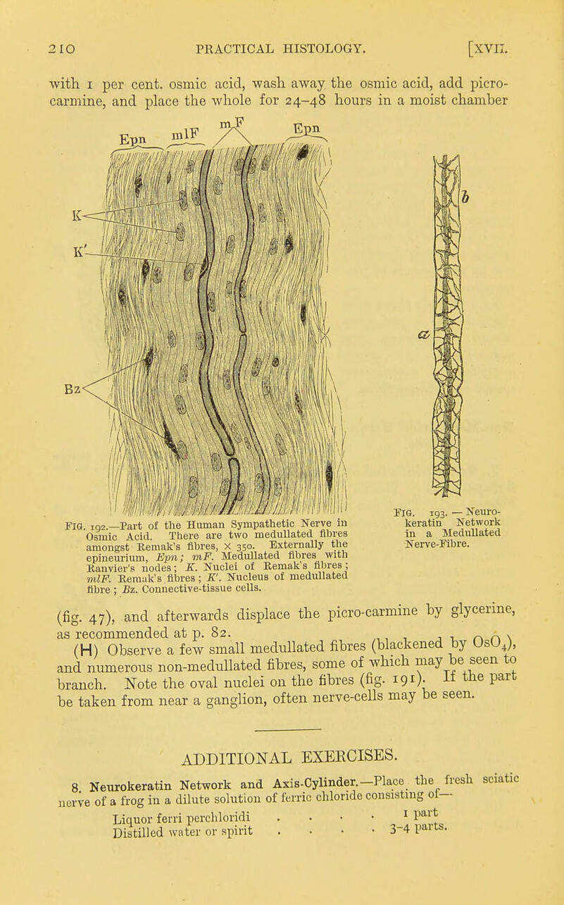 with I per cent, osmic acid, wasli away the osmic acid, add picro- carmine, and place the whole for 24-48 hours in a moist chamber FIG. 192.—Part of the Human Sympathetic Nerve m Osmic Acid. There are two meduUated fibres amongst Reraak's fibres, x 350. Externally the epineurium, Epn; mP. Medullated fibres with Rauvier'fs nodes; K. Nuclei of Kemak's fibres; 7nlF. Kemak's fibres; K'. Nucleus of medullated fibre ; £z. Connective-tissue cells. Fig. 193. — Neuro- keratin Network in a Medullated Nerve-Fibre. (fig. 47), and afterwards displace the picro-carmine by glycerine, as recommended at p. 82. „, ■, ■< ■, r\ r> \ (H) Observe a few small medullated fibres (blackened by UsUJ, and numerous non-medullated fibres, some of which may be seen to branch. Note the oval nuclei on the fibres (fig. igO- P^^^ be taken from near a ganglion, often nerve-cells may be seen. ADDITIONAL EXERCISES. 8 Neurokeratin Network and Axis-Cylinder.-Place the fresh sciatic nerve of a frog in a dilute solution of ferric chloride consisting ot— Liquor ferri perchloridi . . • • ^ Pa^'* Distilled water or spirit . • • -3-4 pari^-