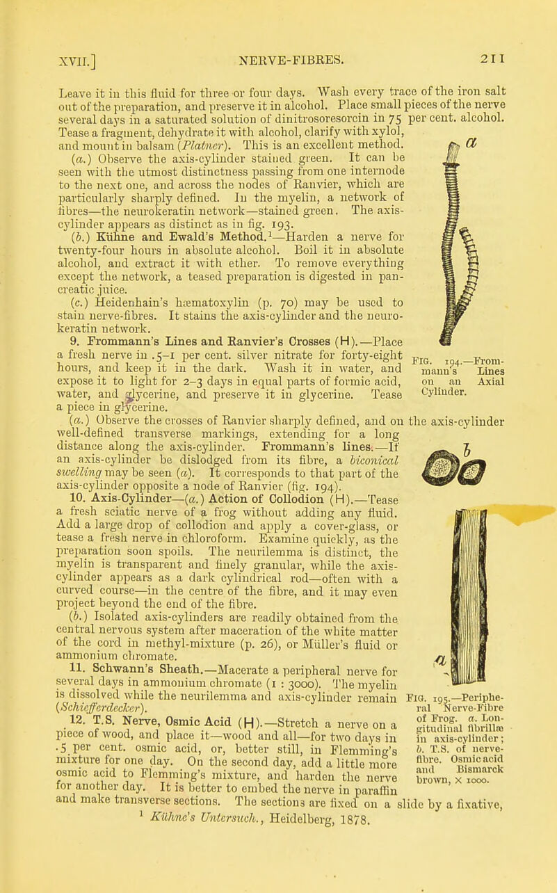 Fig. ?4-- maim s —Fi'om- Llnes on an Axial Cylinder. Leave it in this fluid for three or four days. Wash every trace of the iron salt out of the preparation, and preserve it in alcohol. Place small pieces of the nerve several days in a saturated solution of dinitrosoresorcin in 75 per cent, alcohol. Tease a fragment, dehydrate it with alcohol, clarify with xylol, ^ and mount in balsam {Plainer). This is an excellent method.  (a.) Observe the axis-cylinder stained green. It can be seen with the utmost distinctness passing from one internode to the next one, and across the nodes of Ranvier, which are particularly sharply defined. In the myelin, a network of fibres—the neurokeratin network—stained green. The axis- cylinder appears as distinct as in fig. 193. (6.) Kiihne and Ewald's Method. 1—Harden a nerve for twenty-four hours in absolute alcohol. Boil it in absolute alcohol, and extract it with ether. To remove everything except the network, a teased preparation is digested in pan- creatic juice. (c.) Heidenhain's hematoxylin (p. 70) may be used to stain nerve-fibres. It stains the axis-cylinder and the neuro- keratin network. 9. Erommann's Lines and Ranvier's Crosses (H).—Place a fresh nerve in .5-1 per cent, silver nitrate for forty-eight hours, and keep it in the dark. Wash it in water, and expose it to light for 2-3 days in equal parts of formic acid, water, and Glycerine, and preserve it in glycerine. Tease a piece in glycerine. (a.) Observe the crosses of Ranvier .sharply defined, and on the axis-cylinder well-defined transverse markings, extending lor a long distance along the axis-cylinder. Frommann's lines.—If an axis-cylinder be dislodged from its fibre, a biconical swelling may be seen («). It corresponds to that part of the axis-cylinder opposite a node of Ranvier (fig. 194). 10. Axis-Cylinder—(a.) Action of Collodion (H).—Tease a fresh sciatic nerve of a frog without adding any fluid. Add a large drop of collodion and apply a cover-glass, or tease a fresh nerve in chloroform. Examine quickly, as the pre^iaration soon spoils. The neurilemma is distinct, the myelin is transparent and finely granular, while the axis- cylinder appears as a dark cylindrical rod—often with a curved course—in tlie centre of the fibre, and it may even project beyond the end of the fibre. (b.) Isolated axis-cylinders are readily obtained from the central nervous system after maceration of the white matter of the cord in methyl-mixture (p. 26), or Miiller's fluid or ammonium chromate. 11. Schwann's Sheath.—Macerate a peripheral nerve for several days in ammonium chromate (i : 3000). The myelin is dissolved while the neurilemma and axis-cylinder remain {Schieffardeclccr). 12. T.S. Nerve, Osmic Acid (H).—Stretch a nerve on a piece of wood, and place it—wood and all—for two days in .5 per cent, osmic acid, or, better still, m Flemmin^'s mixture for one day. On the second day, add a little more osmic acid to Flemraing's mixture, and harden the nerve for another day. It is better to embed the nerve in paraffin and make transverse sections. The sections are fixed on a slide by a fixative, ^ KUhne's Untcrsuch., Heidelberg, 1878. Fia. 195.—Periphe- riil Nerve-Fibre of Frog. ft. Lon- gitudinal flbrilla) hi axis-cylinder; h. T.S. of nerve- fibre. Osmic acid and Bismarck brown, x 1000.