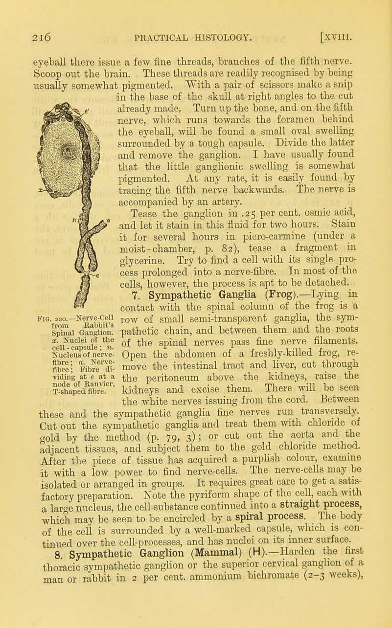 eyeball there issue a few fine threads, branches of the fifth nerve. Scoop out the brain. These threads are readily recognised by being usually somewhat pigmented. With a pair of scissors make a snip in the base of the skull at right angles to the cut already made, Turn up the bone, and on the fifth nerve, which runs towards the foramen behind the eyeball, will be found a small oval swelling surrounded by a tough capsule. Divide the latter and remove the ganglion. I have usually found that the little ganglionic swelling is somewhat pigmented. At any rate, it is easily found by tracing the fifth nerve backwards. The nerve is accompanied by an artery. Tease the ganglion iu .25 per cent, osmic acid, and let it stain in this fluid for two hours. Stain it for several hours in picro-carmine (under a moist - chamber, p. 82), tease a fragment in glycerine. Try to find a cell with its single pro- cess prolonged into a nerve-fibre. In most of the cells, however, the process is apt to be detached. 7. Sympathetic Ganglia (Frog).—Lying in contact with the spinal column of the frog is a row of small semi-transparent ganglia, the sym- pathetic chain, and between them and the roots of the spinal nerves pass fine nerve filaments. Open the abdomen of a freshly-killed frog, re- move the intestinal tract and liver, cut through the peritoneum above the kidneys, raise the kidneys and excise them. There will be seen the white nerves issuing from the cord. Between these and the sympathetic ganglia fine nerves run transversely. Cut out the sympathetic ganglia and treat them with chloride of gold by the method (p. 79, 3); or cut out the aorta and the adjacent tissues, and subject them to the gold chloride method. After the piece of tissue has acquired a purpUsh colour, examine it with a low power to find nerve-cells. The nerve-ceUs may be isolated or arranged in groups. It requires great care to get a satis- factory preparation. Note the pyriform shape of the cell, each with a lar^e nucleus, the cell-substance continued into a straight process, which may be seen to be encircled by a spiral process. The body of the cell is surrounded by a well-marked capsule, which is con- tinued over the cell-processes, and has nuclei on its inner surface. 8. Sympathetic Ganglion (Mammal) (H).—Harden the first thoracic sympathetic ganglion or the superior cervical ganglion of a man or rabbit in 2 per cent, ammonium bichromate (2-3 weeks). Fig. 200.—iSrerve:Cell from Rabbit's Spinal Ganglion. X. Nuclei of the cell - capsule; n. Nucleus of nerve- fibre ; a. Nerve- fibre; Fibre di- viding at e at a node of Ranvier, T-shaped fibre.