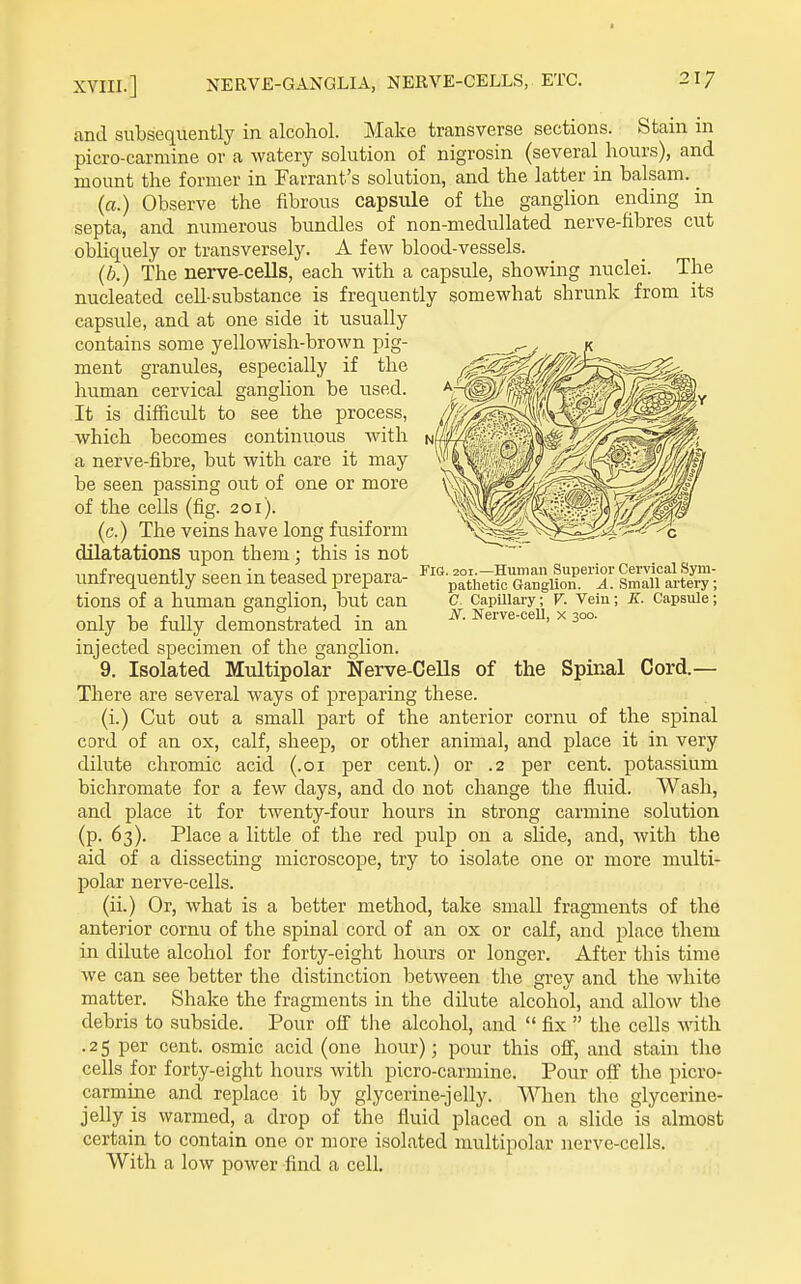 The veins have long fusiform Fig. 20I.—Human Superior Cervical Sym- patlietic Ganglion. A. Small artery; C. CapUlary; V. Vein; K. Capsule; iV. Nerve-cell, x 300. and subsequently in alcohol. Make transverse sections. Stain in picro-carmine or a watery solution of nigrosin (several hours), and mount the former in Farrant's solution, and the latter in balsam. _ (a.) Observe the fibrous capsule of the ganglion ending in septa, and numerous bundles of non-medullated nerve-fibres cut obliquely or transversely. A few blood-vessels. (b.) The nerve-cells, each with a capsule, showing nuclei. The nucleated ceU-substance is frequently somewhat shrunk from its capsule, and at one side it usually contains some yellowish-brown pig- ment granules, especially if the human cervical ganglion be used. It is difficult to see the process, which becomes continuous with a nerve-fibre, but with care it may be seen passing out of one or more of the cells (fig. 201). dilatations upon them; this is not unfrequently seen in teased prepara- tions of a human ganglion, but can only be fuUy demonstrated in an injected specimen of the ganglion. 9. Isolated Multipolar Nerve-CeUs of the Spinal Cord.— There are several ways of jareparing these. (i.) Cut out a small part of the anterior cornu of the spinal cord of an ox, calf, sheep, or other animal, and place it in very dilute chromic acid (.01 per cent.) or .2 per cent, potassium bichromate for a few days, and do not change the fluid. Wash, and place it for twenty-four hours in strong carmine solution (p. 63). Place a little of the red pulp on a sUde, and, with the aid of a dissecting microscope, try to isolate one or more multi- polar nerve-cells. (ii.) Or, what is a better method, take small fragments of the anterior cornu of the spinal cord of an ox or calf, and place them in dilute alcohol for forty-eight hours or longer. After this time we can see better the distinction between the grey and the white matter. Shake the fragments in the dilute alcohol, and allow the debris to subside. Pour off the alcohol, and  fix  the cells with .25 per cent, osmic acid (one hour); pour this off', and stain the cells for forty-eight hours with picro-carmine. Pour off the picro- carmine and replace it by glycerine-jelly. When the glycerine- jelly is warmed, a drop of the fluid placed on a slide is almost certain to contain one or more isolated multipolar nerve-cells. With a low power find a cell.