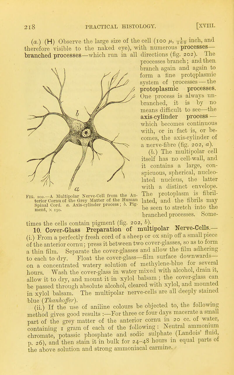 (a.) (H) Observe the large size of the cell (loo /x, inch, and therefore visible to the naked eye), with numerous processes- branched processes—which run in all directions (fig. 202). The processes branch; and then branch again and again to form a line protoplasmic system of processes — the protoplasmic processes. One process is always un- branched, it is by no means difficult to see—the axis-cylinder process — which becomes continuous Fig. 202.—a Multipolar Nerve-Cell from the An- terior Cornu of the Grey Matter of the Human Spinal Cord. a. Axis-cylinder process; b. Pig- ment, X 150. with, or in fact is, or be- comes, the axis-cylinder of a nerve-fibre (fig. 202, a). (b.) The multipolar cell itself has no cell-wall, and it contains a large, con- spicuous, spherical, nucleo- lated nucleus, the latter with a distinct envelope. The protoplasm is fibrU- lated, and the fibrils may be seen to stretch into the branched processes. Some- times the cells contain pigment (fig. 202, b). 10. Cover-Glass Preparation of multipolar Nerve-CeUs.— (i.) From a perfectly fresh cord of a sheep or ox snip ofi a small piece of the anterior cornu; press it between two cover-glasses, so as to form a thin film. Separate the cover-glasses and allow the film adhering to each to dry. Float the cover-glass—film surface downwards— on a concentrated watery solution of methylene-blue for several hours. Wash the cover-glass in water mixed with alcohol, dram it, allow it to dry, and mount it in xylol balsam ; the cover-glass can be passed through absolute alcohol, cleared with xylol, and mounted in xylol balsam. The multipolar nerve-cells are all deeply stained blue (Thanhoffer). . . . ^ ..i ^ n • (ii) If the use of aniline colours be objected to, the following method gives good results :-For three or four days macerate a small part of the grey matter of the anterior cornu in 20 cc. of water, containing i gram of each of the following : Neutral ammonium chromate, potassic phosphate and sodic sulphate (Landois fluid, p. 26), and then stain it in bulk for 24-48 hours in equal parts ot the above solution and strong amnioniacal carmine.