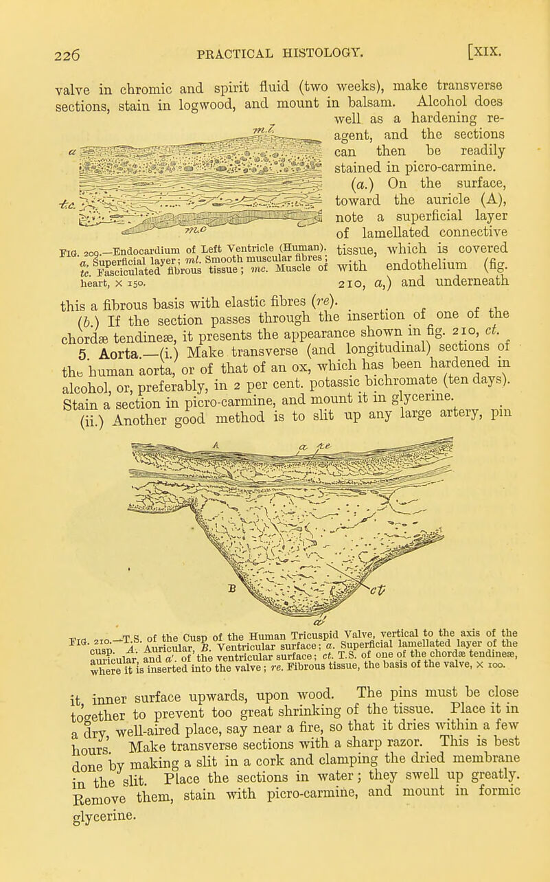 valve in chromic and spirit fluid (two weeks), make transverse sections, stain in logwood, and mount in balsam. Alcohol does well as a hardening re- agent, and the sections then be readily stained in picro-carmine. (a.) On the surface, toward the auricle (A), note a superficial layer of lamellated connective tissue, which is covered tc rSc'ic^uIted fibrous tissue ; T«T Muscle °of with endothelium (fig heart, x 150. 2IO, a,) and underneath this a fibrous basis with elastic fibres (re). (b) If the section passes through the insertion of one of the chordse tendine^, it presents the appearance shown m fig. 210, ct 5 Aorta —(i) Make transverse (and longitudinal) sections of th. human aorta, or of that of an ox, which has been hardened m alcohol, or, preferably, in 2 per cent, potassic bichromate (ten days). Stain a section in picro-carmine, and mount it m g ycerme (ii) Another good method is to slit up any large artery, pm riG zoq.-Endocardlum of Left Ventricle (Human). a. Superflclal layer; ml. Smooth muscular fibres; vm ,to-T S of the Cusp of the Human Tricuspid Valve, vertical to the axis of the rusD i Auricular, B. Ventricular surface; a. Superficial lamellated lajxr of the amicular and a^ of the ventricular surface; ct. T.S. of one of the chords tendines, where it is taserted into the valve; re. Fibrous tissue, the basis of the valve, x 100. it inner surface upwards, upon wood. The pins must be close tof^ether to prevent too great shrinking of the tissue. Place it m a drv weU-aired place, say near a fire, so that it dries within a few hours' Make transverse sections with a sharp razor. This is best done by making a slit in a cork and clamping the dried membrane in the slit Place the sections in water; they swell up greatly. Eemove them, stain with picro-carmine, and mount in formic glycerine.