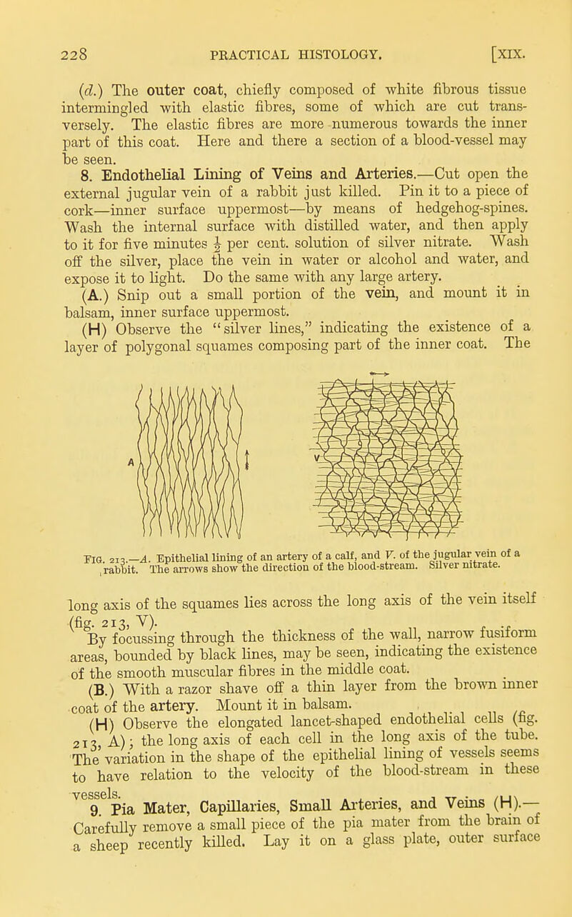 (d.) The outer coat, chiefly composed of white fibrous tissue intermingled with elastic fibres, some of which are cut trans- versely. The elastic fibres are more numerous towards the inner part of this coat. Here and there a section of a blood-vessel may be seen. 8. Endothelial Lining of Veins and Arteries.—Cut open the external jugular vein of a rabbit just killed. Pin it to a piece of cork—inner surface uppermost—by means of hedgehog-spines. Wash the internal surface with distilled water, and then apply to it for five minutes | per cent, solution of silver nitrate. Wash off the silver, place the vein in water or alcohol and water, and expose it to light. Do the same with any large artery. (A.) Snip out a small portion of the vein, and mount it in balsam, inner surface uppermost. (H) Observe the silver lines, indicating the existence of a layer of polygonal squames composing part of the inner coat. The Pig. 2m.-A. Epithelial lining of an artery of a calf, and V. of the jugular vein of a , rabbit. The arrows show the direction of the blood-stream. Silver nitrate. long axis of the squames lies across the long axis of the vein itself By foci2ing through the thickness of the wall, narrow fusiform areas, bounded by black lines, may be seen, indicating the existence of the smooth muscular fibres in the middle coat. (B.) With a razor shave off a thin layer from the brown inner coat of the artery. Mount it in balsam. ' , , ,n (H) Observe the elongated lancet-shaped endothehal cells (lig. 21^ A); the long axis of each cell in the long axis of the tube. The variation in the shape of the epitheUal lining of vessels seems to have relation to the velocity of the blood-stream m these 9 Pia Mater, Capillaries, SmaU Arteries, and Veins (H).— Carefully remove a small piece of the pia mater from the bram of a sheep recently killed. Lay it on a glass plate, outer surface