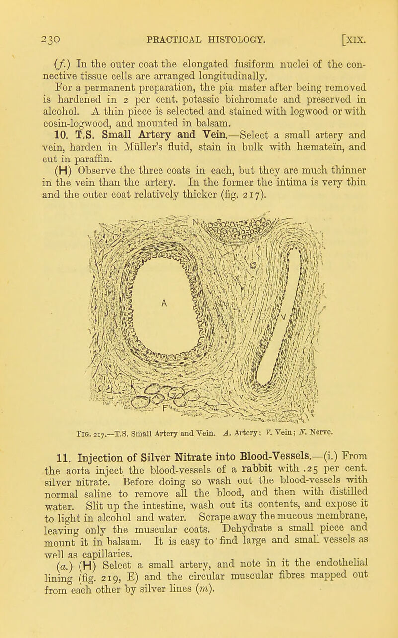(/.) In the outer coat the elongated fusiform nuclei of the con- nective tissue cells are arranged longitudinally. For a permanent preparation, the pia mater after being removed is hardened in 2 per cent, potassic bichromate and preserved in alcohol. A thin piece is selected and stained v/ith logwood or with eosin-logwood, and mounted in balsam. 10. T.S. Small Artery and Vein.—Select a small artery and vein, harden in Miiller's fluid, stain in bulk with hsematein, and cut in parafiin. (H) Observe the three coats in each, but they are much thinner in the vein than the artery. In the former the intima is very thin and the outer coat relatively thicker (fig. 217). Fig. 217.—T.S. Small Artery and Vein. A. Artery; F. Vein; S. Nerve. 11. Injection of Silver Nitrate into Blood-Vessels.—(i.) From the aorta inject the blood-vessels of a rabbit with .25 per cent, silver nitrate. Before doing so wash out the blood-vessels with normal saline to remove all the blood, and then with distilled water. Slit up the intestine, wash out its contents, and expose it to light in alcohol and water. Scrape away the mucous membrane, leaving only the muscular coats. Dehydrate a small piece and mount it in balsam. It is easy to find large and small vessels as well as capillaries. (a.) (H) Select a small artery, and note in it the endothelial lining (fig. 219, E) and the circular muscular fibres mapped out from each other by silver lines {ni).