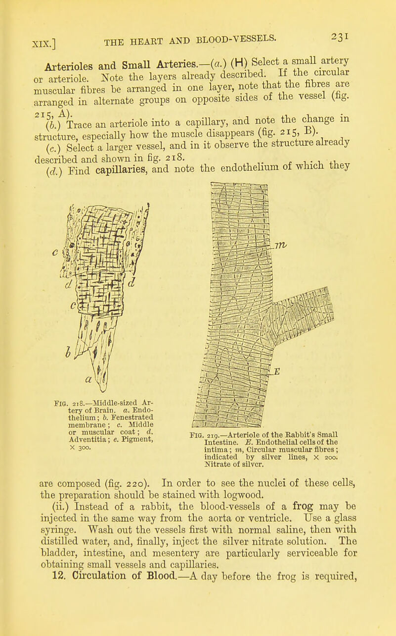 Arterioles and SmaU Arteries.-(a.) (H) Select a small artery or arteriole. Note the layers already described If ^he circular muscular fibres be arranged in one layer, note that ^he fibres are arranged in alternate groups on opposite sides of tlie vessel (fig. (6.f Trace an arteriole into a capiUary, and note the change in structure, especially how the muscle disappears (fig. 215, h). (c.) Select a larger vessel, and in it observe the structure already described and shown in fig. 218. , . i,- -u +Vo,r (d.) rind capiUaries, and note the endothelium ot whicH tney Fig. 278.—Jliddle-sized Ar- tery of Brain, a. Endo- thelium; 6. Fenestrated membrane; c. Middle or muscular coat; d. Adventitia; e. Pigment, X 300. FlQ. 2ig.—Arteriole of the Rabbit's Small Intestine. E. Endothelial cells of the Intima; m, Circular muscular fibres; indicated by silver lines, x 200. Nitrate of silver. are composed (fig. 220). In order to see the nuclei of these cells, the preparation should be stained with logwood. (ii.) Instead of a rabbit, the blood-vessels of a frog may be injected in the same way from the aorta or ventricle. Use a glass syringe. Wash out the vessels first with normal saline, then with distilled water, and, finally, inject the silver nitrate solution. The bladder, intestine, and mesentery are particularly serviceable for obtaining small vessels and capillaries. 12. Circulation of Blood.—A day before the frog is required,