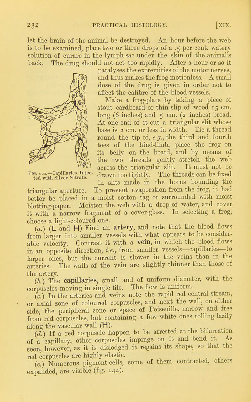 Fig. Z20.—Capillaries Injec- ted with Silver Nitrate. let the brain of the animal be destroyed. An hour before the web is to be examined, place two or three drops of a . 5 per cent, watery solution of curare in the lymph-sac under the skin of the animal's back. The drug should not act too rapidly. After a hour or so it paralyses the extremities of the motor nerves, and thus makes the frog motionless. A small dose of the drug is given in order not to affect the calibre of the blood-vessels. Make a frog-plate by taking a piece of stout cardboard or thin slip of wood 15 cm. long (6 inches) and 5 cm. (2 inches) broad. At one end of it cut a triangular slit whose base is 2 cm. or less in width. Tie a thread round the tip of, e.g., the third and fourth toes of the hind-limb, place the frog on its belly on the board, and by means of the two threads gently stretch the web across the triangular slit. It must not be drawn too tightly. The threads can be fixed in slits made in the horns bounding the triangular aperture. To prevent evaporation from the frog, it had better be placed in a moist cotton rag or surrounded with moist blotting-paper. Moisten the web with a drop of water, and cover it with a narrow fragment of a cover-glass. In selecting a frog, choose a light-coloured one. {a.) (L and H) Find an artery, and note that the blood flows from larger into smaller vessels with what appears to be consider- able velocity. Contrast it with a vein, in which the blood flows in an opposite direction, i.e., from smaller vessels—capillaries—to larger ones, but the current is slower in the veins than in the arteries. The walls of the vein are slightly thinner than those of the artery. (6.) The capillaries, small and of uniform diameter, with the corpuscles moving in single flle. The flow is uniform. (c.) In the arteries and veins note the rapid red central stream, or axial zone of coloured corpuscles, and next the waU, on either side, the peripheral zone or space of Poiseuille, narrow and free from red corpuscles, but containing a few white ones rolling lazily along the vascular wall (H) of (d.) If a red corpuscle happen to be arrested at the bifurcation a' capillary, other corpuscles impinge on it and bend it. As regains its shape, so that the soon, however, as it is dislodged it red corpuscles are highly elastic. . . , .1 (e.) Numerous pigment-cells, some of them contracted, others expanded, are visible (fig. 144)-