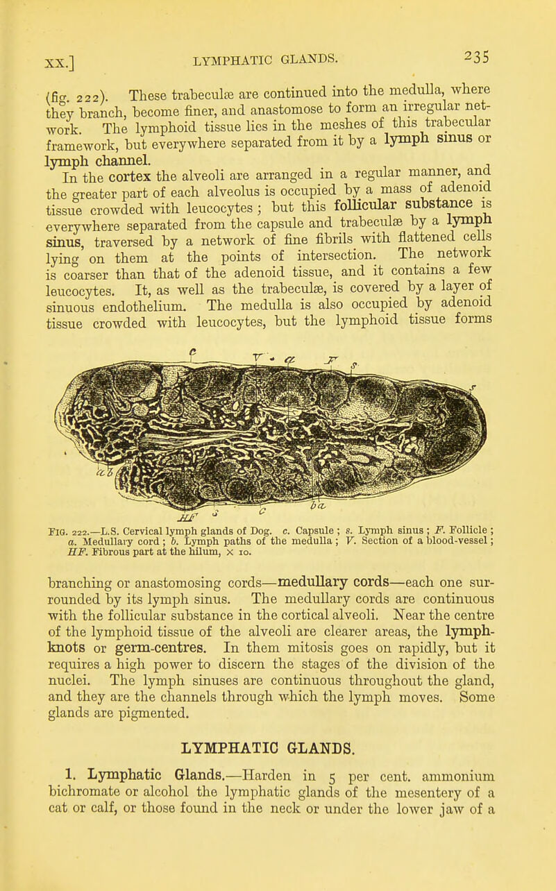 (ficr 222) These trabecule are continued into the medulla, where they branch, become finer, and anastomose to form an irregular net- work. The lymphoid tissue lies in the meshes of this trabecular framework, but everywhere separated from it by a lymph smus or lymph chamiel. In the cortex the alveoli are arranged in a regular manner, and the greater part of each alveolus is occupied by a mass of adenoid tissue crowded with leucocytes; but this follicular substa,nce is everywhere separated from the capsule and trabeculae by a lymph sinus, traversed by a network of fine fibrils with flattened ceUs lying' on them at the points of intersection. The_ network is coarser than that of the adenoid tissue, and it contains a few leucocytes. It, as well as the trabeculae, is covered by a layer of sinuous endothelium. The medulla is also occupied by adenoid tissue crowded with leucocytes, but the lymphoid tissue forms Pig. 222.—I-.S. Cervical lymph glands of Dog. c. Capsule ; s. Lymph sinus; J''. Follicle ; a. Medullary cord ; 6. Lymph paths of the medulla; V. Section of a blood-vessel; HF. Pibrous part at the hilum, x 10. branching or anastomosing cords—medullary cords—each one sur- rounded by its lymph sinus. The medullary cords are continuous with the follicular substance in the cortical alveoli. Near the centre of the lymphoid tissue of the alveoli are clearer areas, the lymph- knots or germ-centres. In them mitosis goes on rapidly, but it requires a high power to discern the stages of the division of the nuclei. The lymph sinuses are continuous throughout the gland, and they are the channels through which the lymph moves. Some glands are pigmented. LYMPHATIC GLANDS. 1. Lymphatic Glands.—Harden in 5 per cent, ammonium bichromate or alcohol the lymphatic glands of the mesentery of a cat or calf, or those found in the neck or under the lower jaw of a