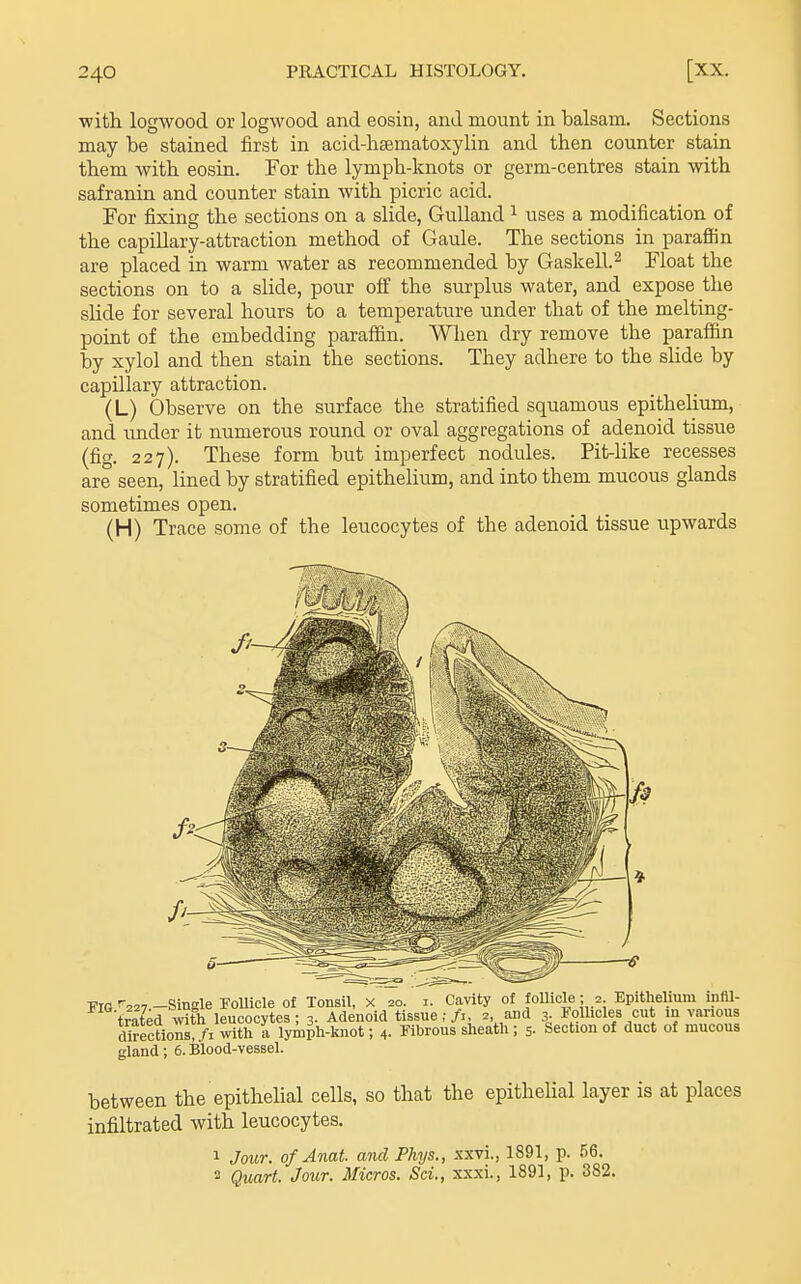 ■with logwood or logwood and eosin, and mount in balsam. Sections may be stained first in acid-heematoxylin and then counter stain them with eosin. For the lymph-knots or germ-centres stain with safranin and counter stain with picric acid. For fixing the sections on a slide, GuUand ^ uses a modification of the capillary-attraction method of Gaule. The sections in parafiin are placed in warm water as recommended by Gaskell.^ Float the sections on to a slide, pour off the surplus water, and expose the slide for several hours to a temperature under that of the melting- point of the embedding paraflin. When dry remove the paraffin by xylol and then stain the sections. They adhere to the slide by capillary attraction. (L) Observe on the surface the stratified squamous epithelium, and under it numerous round or oval aggregations of adenoid tissue (fig. 227). These form but imperfect nodules. Pit-like recesses are seen, lined by stratified epithelium, and into them mucous glands sometimes open. (H) Trace some of the leucocytes of the adenoid tissue upwards FIG ^227 -Single FoUicle of Tonsil, x 20. i. Cavity of follicle; 2. Epithelium infil- trated °vith leucocytes; 3- Adenoid tissue;/i, 2, and 3- Follicles cut in various toections!/! with 1 lyAiph-knot; 4. Fibrous sheath; 5. Section of duct of mucous gland; 6. Blood-vessel. between the epithehal cells, so that the epithelial layer is at places infiltrated with leucocytes. 1 Jour, of Anat. and Phys., xxvi., 1891, p. 56. 2 Quart. Jour. Micros. Sd., xxxi., 1891, p. 382.