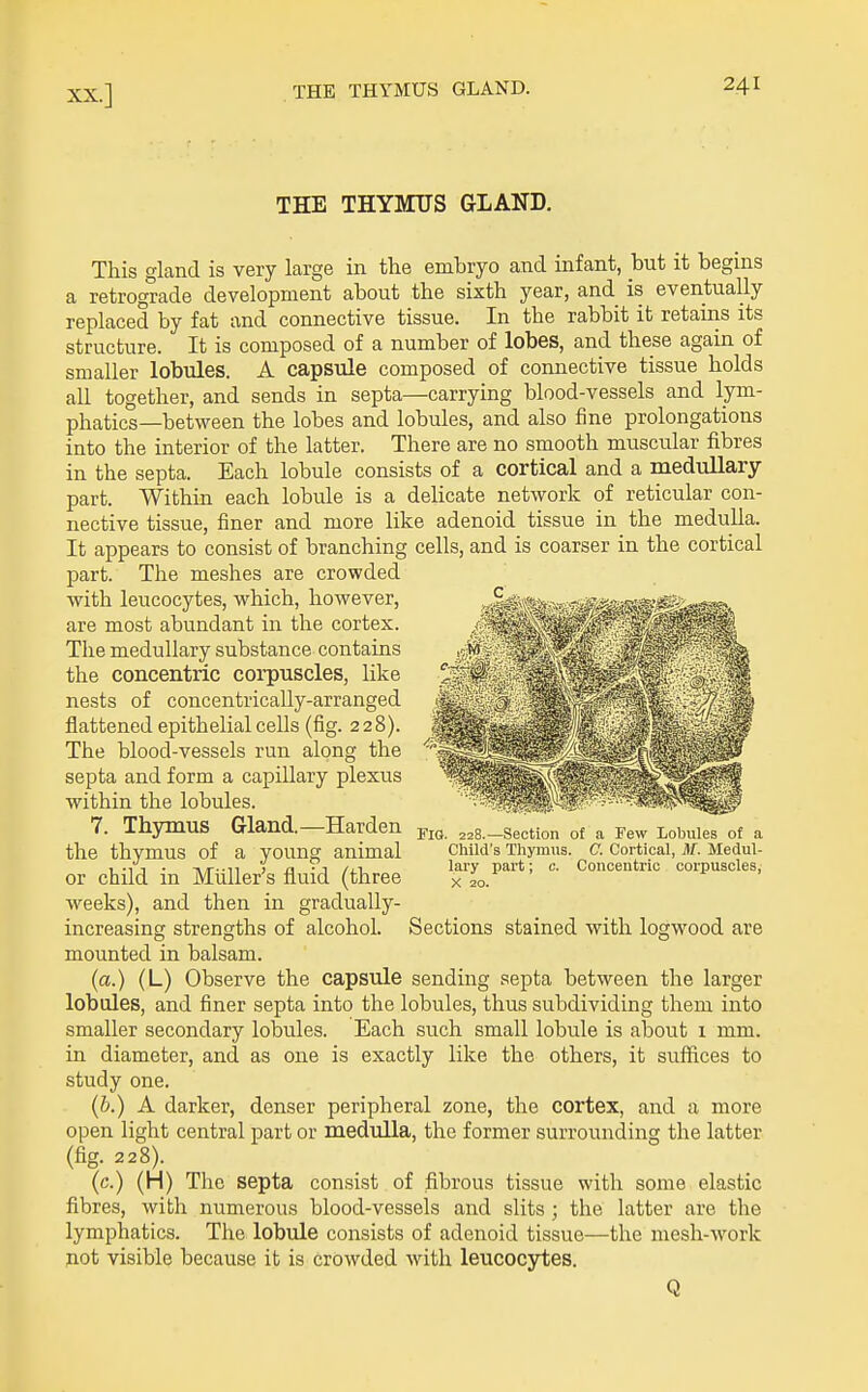 THE THYMUS GLAND. This gland is very large in the embryo and infant, hut it begins a retrograde development about the sixth year, and is eventually replaced by fat and connective tissue. In the rabbit it retains its structure. It is composed of a number of lobes, and these again of smaller lobules. A capsule composed of connective tissue holds all together, and sends in septa—carrying blood-vessels and lym- phatics—between the lobes and lobules, and also fine prolongations into the interior of the latter. There are no smooth muscular fibres in the septa. Each lobule consists of a cortical and a meduUary part. Within each lobule is a delicate network of reticular con- nective tissue, finer and more like adenoid tissue in the medulla. It appears to consist of branching cells, and is coarser in the cortical part. The meshes are crowded with leucocytes, which, however, are most abundant in the cortex. The medullary substance contains the concentric corpuscles, like nests of concentrically-arranged flattened epithelial cells (fig. 228). The blood-vessels run along the septa and form a capillary plexus within the lobules. 7. Thymus Gland.—Harden the thymus of a young animal or child in Miiller's fluid (three weeks), and then in gradually- increasing strengths of alcohol. Sections mounted in balsam. (a.) (L) Observe the capsule sending septa between the larger lobules, and finer septa into the lobules, thus subdividing them into smaller secondary lobules. Each such small lobule is about 1 mm. in diameter, and as one is exactly like the others, it suffices to study one. {b.) A darker, denser peripheral zone, the cortex, and a more open light central part or medulla, the former surrounding the latter (fig. 228). (c.) (H) The septa consist of fibrous tissue with some elastic fibres, with numerous blood-vessels and slits ; the latter are the riG. 228.—Section of Child's Thymus. lary part; X 20. a Few Lobules of a a Cortical, M. Medul- c. Concenti'ic corpuscles, stained with logwood are lymphatics. The lobule consists of adenoid tissue- not visible because it is crowded with leucocytes. -the mesh-work Q