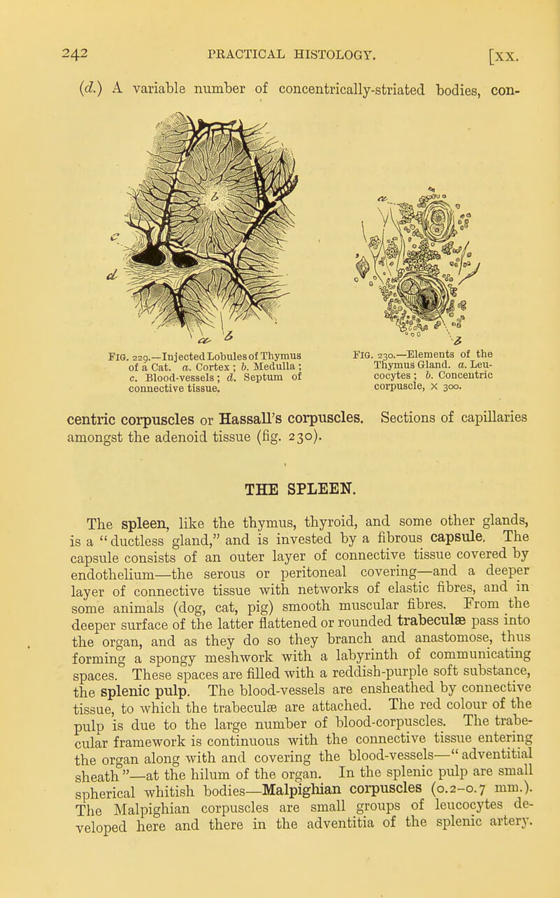 (d.) k variable number of concentrically-striated bodies, con- Fia. 220.—Injected Lobules of Thymus FiG. 230.—Elements of the of a Cat. a. Cortex ; &. Medulla ; Thymus Gland, a. Leu- c. Blood-vessels; d. Septum of oocytes; 6. Concentric connective tissue. corpuscle, x 300. centric corpuscles or Hassall's corpuscles. Sections of capillaries amongst the adenoid tissue (fig. 230). THE SPLEEN. The spleen, like tbe thymus, thyroid, and some other glands, is a ductless gland, and is invested by a fibrous capsule. The capsule consists of an outer layer of connective tissue covered by endothelium—the serous or peritoneal covering—and a deeper layer of connective tissue with networks of elastic fibres, and in some animals (dog, cat, pig) smooth muscular fibres. From the deeper surface of the latter flattened or rounded trabeculse pass into the organ, and as they do so they branch and anastomose, thus forming a spongy meshwork with a labyrinth of communicating spaces. These spaces are filled with a reddish-purple soft substance, the splenic pulp. The blood-vessels are ensheathed by connective tissue, to which the trabeculse are attached. The red colour of the pulp is due to the large number of blood-corpuscles. The trabe- cular framework is continuous with the connective tissue entering the organ along with and covering the blood-vessels— adventitial sheath —at the hilum of the organ. In the splenic pulp are small spherical whitish bodies—Malpighian corpuscles (0.2-0.7 mm.). The Malpighian corpuscles are small groups of leucocytes de- veloped here and there in the adventitia of the splenic artery.