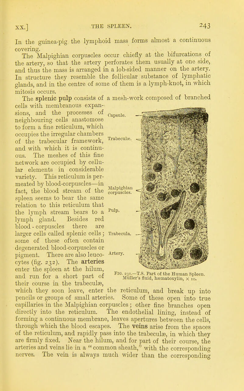 CapsiUe. Trabeculce. In the guinea-pig the lymphoid mass forms almost a continuous covering. The Malpighian corpuscles occur chiefly at the bifurcations of the artery, so that the artery perforates them usually at one side, and thus the mass is arranged in a lob-sided manner on the artery. In structure they resemble the follicular substance of lymphatic glands, and in the centre of some of them is a lymph-knot, in which mitosis occurs. The splenic pulp consists of a mesh-work composed of branched cells with membranous expan- sions, and the processes of neighbouring ceUs anastomose to form a fine reticulum, which occupies the irregular chambers of the trabecular framework, and with which it is continu- ous. The meshes of this fine network are occupied by cellu- lar elements in considerable variety. This reticulum is per- meated by blood-corpuscles—in fact, the blood stream of the spleen seems to bear the same relation to this reticulum that the lymph stream bears to a lymph gland. Besides red blood - corpuscles there are larger cells called splenic cells ; some of these often contain degenerated blood-corpuscles or pigment. There are also leuco- cytes (fig. 232). The arteries enter the spleen at the hilum, and run for a short part of their course in the trabeculse, which they soon leave, enter Malpighian corpuscles. Pulp. Trabecula. Artery. Fig. 231.—T.S. Part of the Human Spleen. Miiller's fluid, hajmatoxylin, x 10. the reticulum, and break up into pencils or groups of small arteries. Some of these open into true capillaries in the Malpighian corpuscles ; other fine branches open directly into the reticulum. The endothelial lining, instead of forming a continuous membrane, leaves apertures between the cells, through which the blood escapes. The veins arise from the spaces of the reticulum, and rapidly pass into the trabeculse, in which they are firmly fixed. Near the hilum, and for part of their course, the arteries and veins lie in a  common sheath, with the corresponding The vein is always much wider than the corresponding nerves.