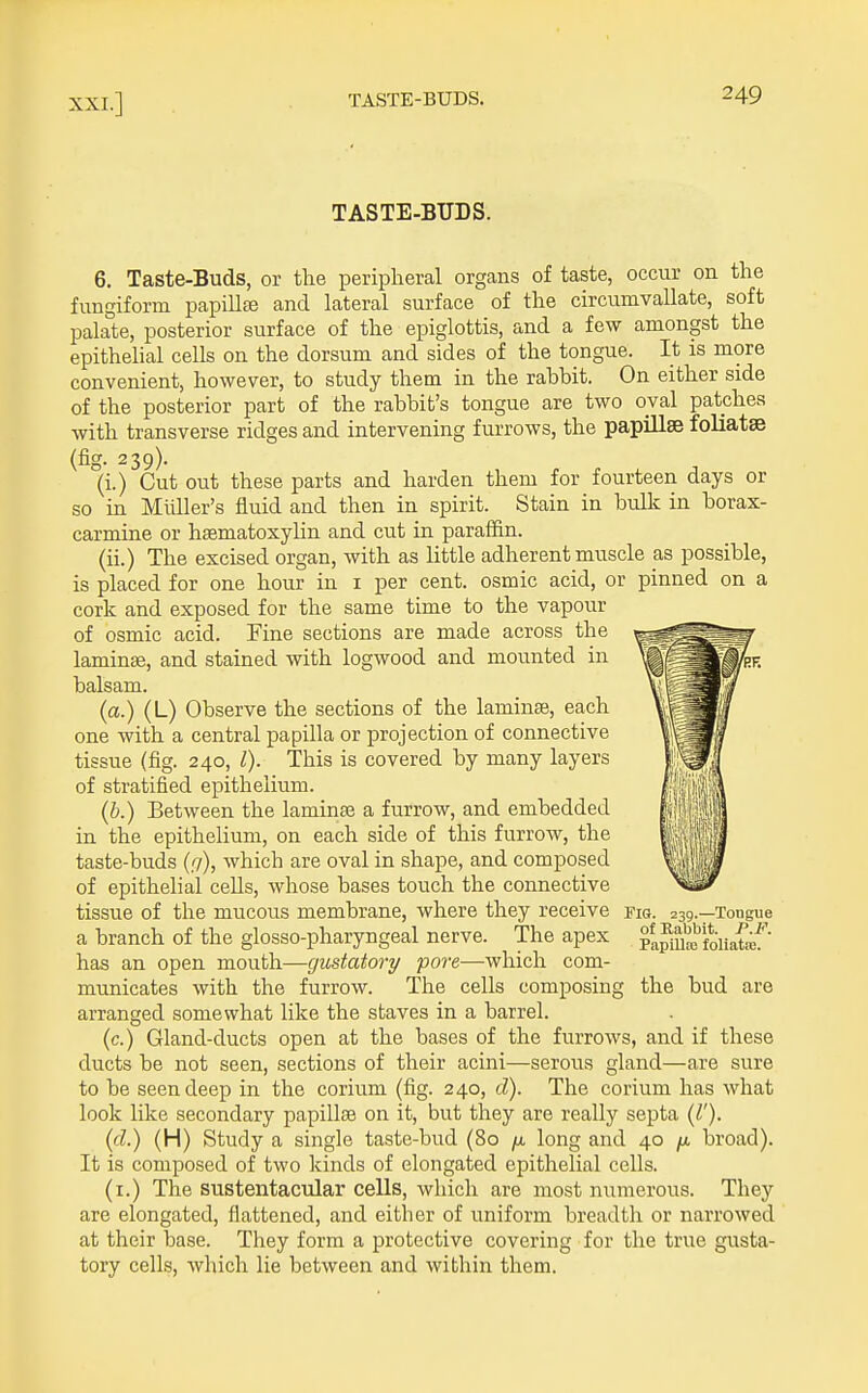 TASTE-BUDS. 6. Taste-Buds, or the peripheral organs of taste, occur on the fungiform papillfe and lateral surface of the circumvallate, soft palate, posterior surface of the epiglottis, and a few amongst the epithelial cells on the dorsum and sides of the tongue. It is more convenient, however, to study them in the rabbit. On either side of the posterior part of the rabbit's tongue are two oval patches with transverse ridges and intervening furrows, the papillae foliatse (fig. 239). (i.) Cut out these parts and harden them for fourteen days or so in Miiller's fluid and then in spirit. Stain in bulk in borax- carmine or hsematoxylin and cut in parafiin. (ii.) The excised organ, with as little adherent muscle as possible, is placed for one hour in i per cent, osmic acid, or pinned on a cork and exposed for the same time to the vapour of osmic acid. Tine sections are made across the laminae, and stained with logwood and mounted in balsam. (a.) (L) Observe the sections of the laminaj, each one with a central papilla or projection of connective tissue (fig. 240, I). This is covered by many layers of stratified epithelium. (b.) Between the laminae a furrow, and embedded in the epithelium, on each side of this furrow, the taste-buds (r/), which are oval in shape, and composed of epithelial cells, whose bases touch the connective tissue of the mucous membrane, where they receive a branch of the glosso-pharyngeal nerve. The apex has an open mouth—gustatory pore—which com- municates with the furrow. The cells composing arranged somewhat like the staves in a barrel. (c.) Gland-ducts open at the bases of the furrows, and if these ducts be not seen, sections of their acini—serous gland—are sure to be seen deep in the corium (fig. 240, cl). The corium has what look like secondary papillae on it, but they are really septa {I'). (d.) (H) Study a single taste-bud (80 /x long and 40 /jl broad). It is composed of two kinds of elongated epithelial cells. (i.) The sustentacular cells, which are most numerous. They are elongated, flattened, and either of uniform breadth or narrowed at their base. They form a protective covering for the true gusta- tory cells, which lie between and within them. Fig. 239.—Tongue of Rabbit. P.F. Papilla; foliata;. the bud are