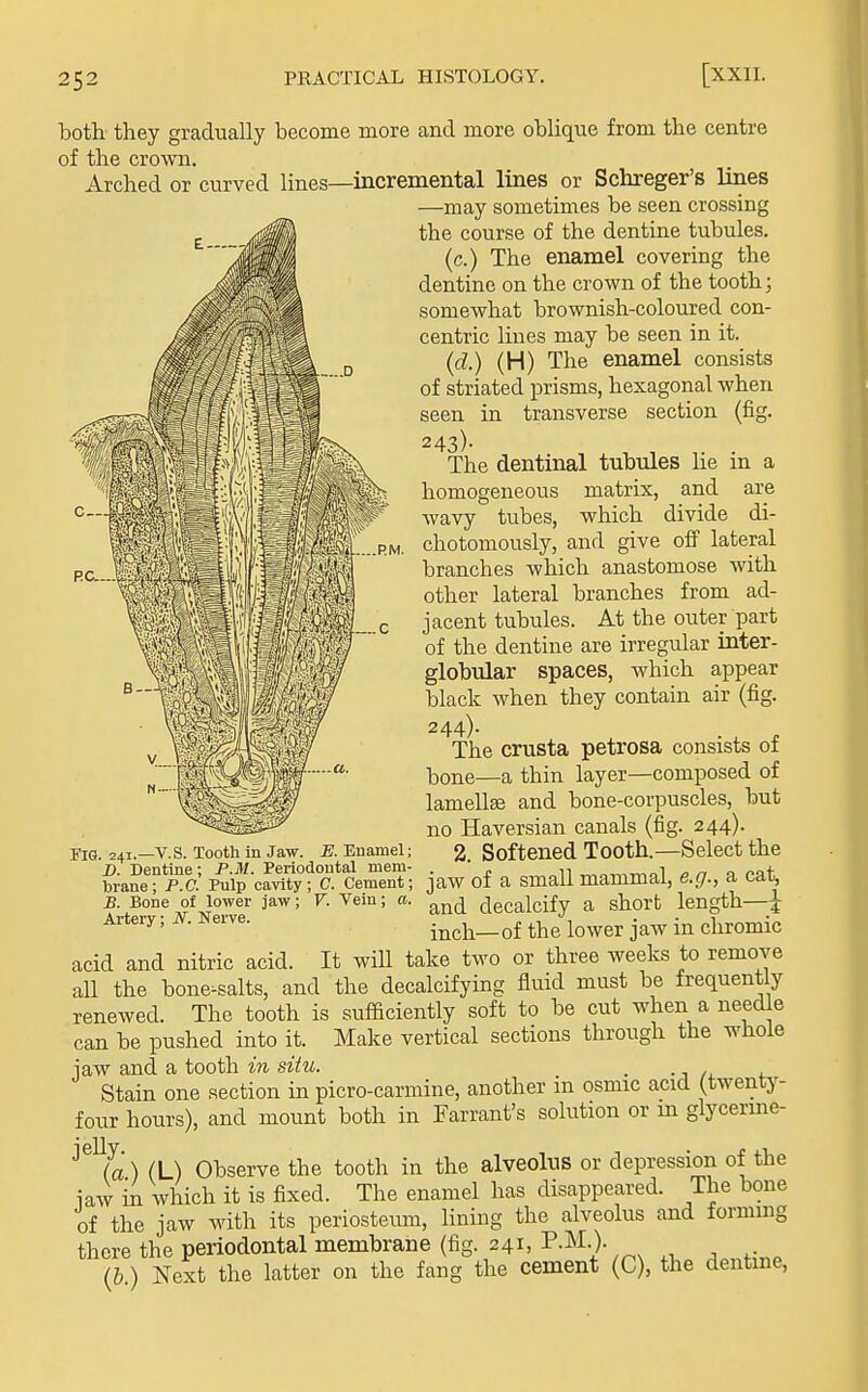 both they gradually become more and more oblique from the centre of the crown. Arched or curved lines—incremental lines or Schreger's lines —may sometimes be seen crossing the course of the dentine tubules. (c.) The enamel covering the dentine on the crown of the tooth; somewhat brownish-coloured con- centric lines may be seen in it. {d.) (H) The enamel consists of striated prisms, hexagonal when seen in transverse section (fig. 243) - The dentinal tubules lie in a homogeneous matrix, and are wavy tubes, which divide di- chotomously, and give off lateral branches which anastomose with other lateral branches from ad- jacent tubules. At the outer part of the dentine are irregular inter- globular spaces, which appear black when they contain air (fig. 244) . The crusta petrosa consists of Ijone—a thin layer—composed of lamellse and bone-corpuscles, but no Haversian canals (fig. 244). 2. Softened Tooth.—Select the Fig , 24i._V.S. Tooth in Jaw. E. Enamel; D. Dentine; P.i/. Periodontal mem- . . n ^„„-,Tr,Ql on a f>nt, brane; P.O. Pulp cavity; c. Cement; jaw of a small mammal, e.g., a cai^ B. Bone of lower jaw; V. Vein; a. decalcify a short length—\ Artery; N. Nerve. inch—of the lower jaw in chromic acid and nitric acid. It will take two or three weeks to remove all the bone-salts, and the decalcifying fluid must be frequently renewed. The tooth is sufficiently soft to be cut when a needle can be pushed into it. Make vertical sections through the whole jaw and a tooth in situ. . Stain one section in picro-carmine, another m osmic acid (twenty- four hours), and mount both in Farrant's solution or m glycerme- ^^^ia) (L) Observe the tooth in the alveolus or depression of the iaw in which it is fixed. The enamel has disappeared. The bone of the jaw with its periosteiun, lining the alveolus and forming there the periodontal membrane (fig. 241, P-^^-)- \h.) Next the latter on the fang the cement (C), the dentme,