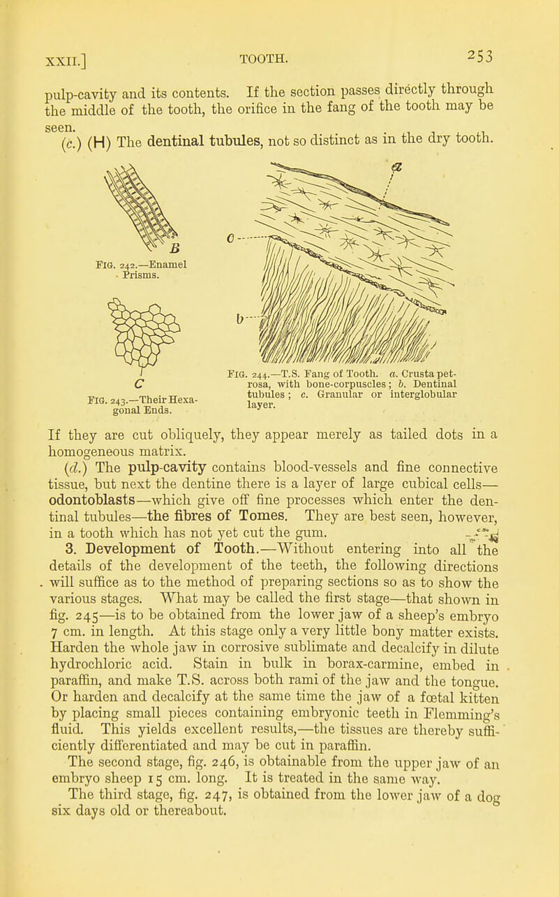 pulp-cavity and its contents. If the section passes directly through the middle of the tooth, the orifice in the fang of the tooth may be (c!) (H) The dentinal tubules, not so distinct as in the dry tooth. Fig. 242.—Enamel ■ Prisms. Pig. 243.—Their Hexa- goual Ends. Fig. 244.—T.S. Fang of Tooth, a. Crasta pet- rosa, with bone-corpuscles; b. Dentinal tubules; c. Granular or interglobular layer. If they are cut obliquely, they appear merely as tailed dots in. a homogeneous matrix. [d.) The pulp-cavity contains blood-vessels and fine connective tissue, but next the dentine there is a layer of large cubical cells— odontoblasts—which give off fine processes which enter the den- tinal tubules—the fibres of Tomes. They are best seen, however, in a tooth which has not yet cut the gum. 3. Development of Tooth.—Without entering into all'^the details of the development of the teeth, the following directions will suffice as to the method of preparing sections so as to show the various stages. What may be called the first stage—that shown in fig. 245—is to be obtained from the lower jaw of a sheep's embryo 7 cm. in length. At this stage only a very little bony matter exists. Harden the whole jaw in corrosive sublimate and decalcify in dilute hydrochloric acid. Stain in bulk in borax-carmine, embed in paraffin, and make T.S. across both rami of the jaw and the tongue. Or harden and decalcify at the same time the jaw of a fcBtal kitten by placing small pieces containing embryonic teeth in Flemming's fluid. This yields excellent results,—the tissues are thereby suffi- ciently difierentiated and may be cut in paraffin. The second stage, fig. 246, is obtainable from the upper jaw of an embryo sheep 15 cm. long. It is treated in the same way. The third stage, fig. 247, is obtained from the lower jaw of a do six days old or thereabout.