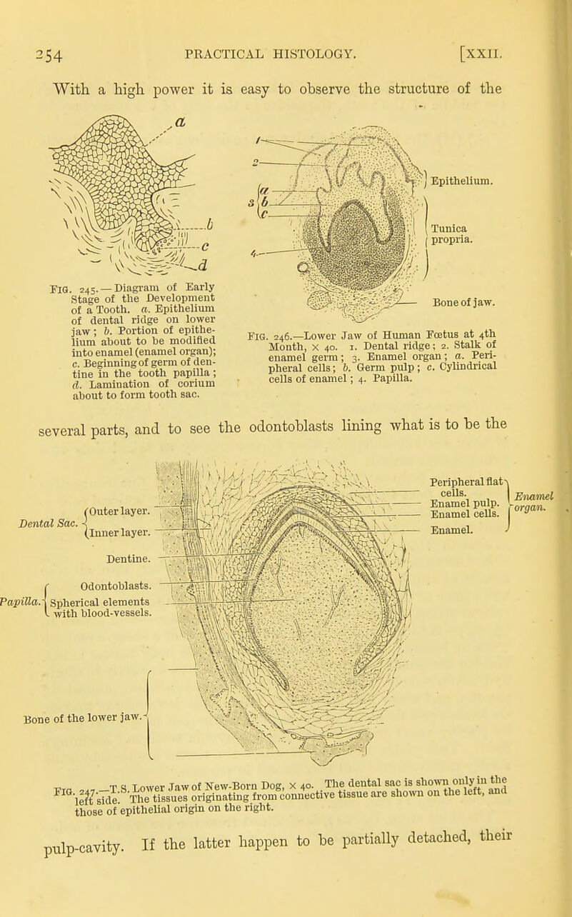 With, a high power it is easy to observe the structure of the ■^j-Vj Epithelium. Tunica propria. 8 & :/ ^^V:::vi^w:^ Fig. 245. —Diagram of Early Stage of the Development of a Tooth, a. Epithelium of dental ridge on lower jaw; 6. Portion of epithe- lium about to he modified into enamel (enamel organ); c. Beginning of germ of den- tine in the tooth papilla ; (i. Lamination of corium ai)out to form tooth sac. of jaw. Fig. 246.—lower Jaw of Human Foetus at 4th Month, X 40. I. Dental ridge; 2. Stalk of enamel germ; 3. Enamel organ; a. Peri- pheral cells; 6. Germ pulp; c. Cylindrical cells of enamel; 4. Papilla. several parts, and to see the odontoblasts lining what is to be the Dental Sac. router layer, (inner layer. C Odontoblasts PapillaA Spherical elements I with blood-vessels Dentine. , ^^ ffp^/ Bone of the lower jaw. Peripheral flat ~v cells Enamel T « T r,wpr Taw of New-Born Dog, X 40. The dental sac is sho^vn only in the ^'°\efYsTde T'lrtl's'lres oriSn^^^^^^^ tissue are shown on the left, and those of epithelial origin on the right. pulp-cavity. If the latter happen to be partially detached, their