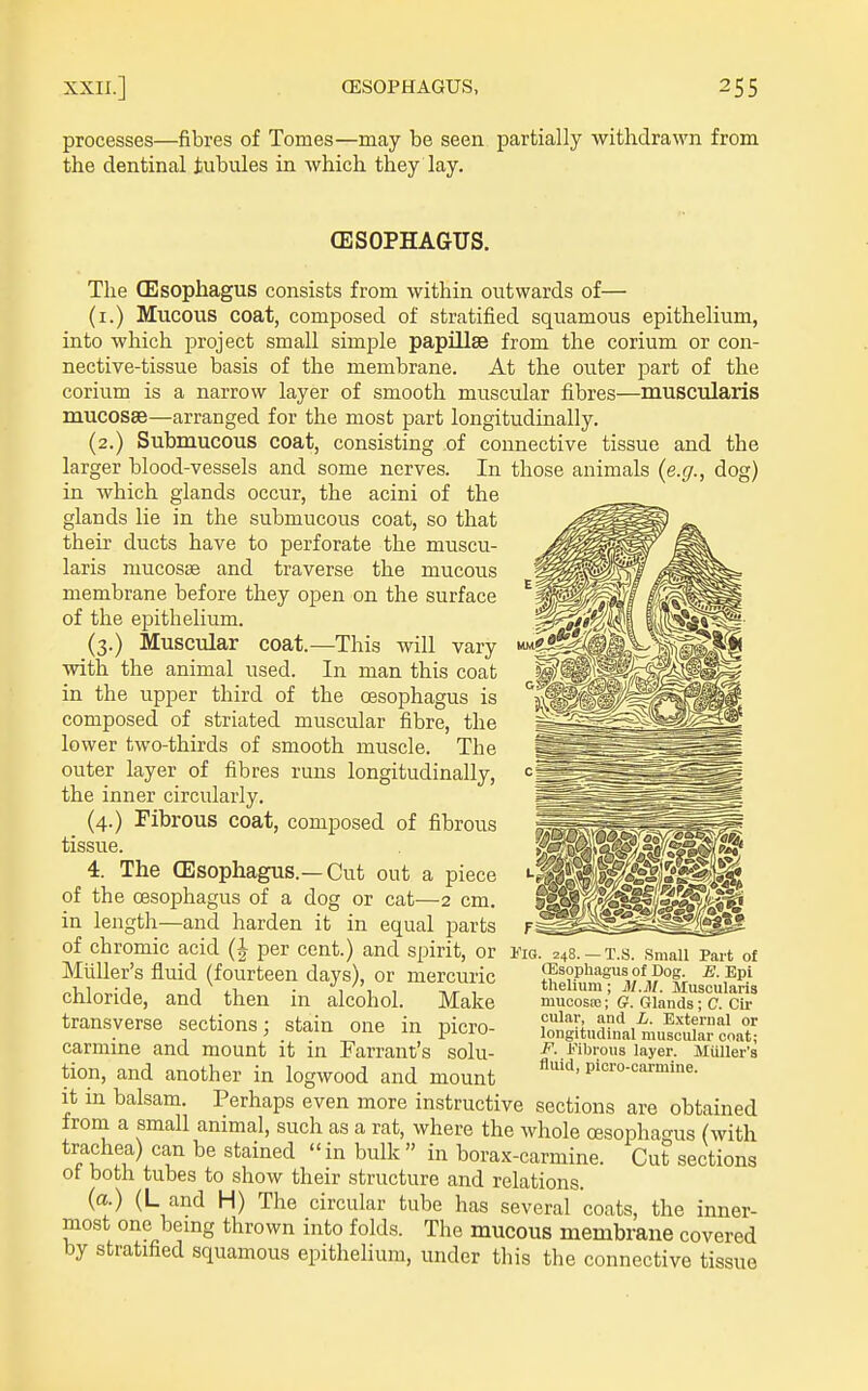 processes—fibres of Tomes—may be seen partially withdrawn from the dentinal tubules in which they lay. (ESOPHAGUS. The (Esophagus consists from within outwards of— (i.) Mucous coat, composed of stratified squamous epithelium, into which project small simple papLll39 from the corium or con- nective-tissue basis of the membrane. At the outer part of the corium is a narrow layer of smooth muscular fibres—muscularis mucosae—arranged for the most part longitudinally. (2.) Submucous coat, consisting of connective tissue and the larger blood-vessels and some nerves. In those animals {e.g., dog) in which glands occur, the acini of the glands lie in the submucous coat, so that their ducts have to perforate the muscu- laris mucosae and traverse the mucous membrane before they open on the surface of the epithelium. (3.) Muscular coat.—This will vary with the animal used. In man this coat in the upper third of the oesophagus is composed of striated muscular fibre, the lower two-thirds of smooth muscle. The outer layer of fibres runs longitudinally, the inner circularly. _ (4.) Fibrous coat, composed of fibrous tissue. 4. The (Esophagus.—Cut out a piece of the oesophagus of a dog or cat—2 cm. in length—and harden it in equal parts of chromic acid (| per cent.) and spirit, or Mliller's fluid (fourteen days), or mercuric chloride, and then in alcohol. Make transverse sections; stain one in picro- . 248. — T.S. Small Part of (Esophagus of Dog. E. Epi tlielium; M.M. Muscularis mucosa!; G. Glands ; C. Cir cular, and L. External or longitudinal muscular coat; F. Fibrous layer. Mliller's fluid, picro-carmine. carmine and mount it in Warrant's solu tion, and another in logwood and mount it in balsam. Perhaps even more instructive sections are obtained from a small animal, such as a rat, where the whole oesophagus (with trachea) can be stained  in bulk  in borax-carmine. Cut sections ot both tubes to show their structure and relations. (a.) (L and H) The circular tube has several coats, the inner- most one being thrown into folds. The mucous membrane covered by stratified squamous epithehum, under this the connective tissue