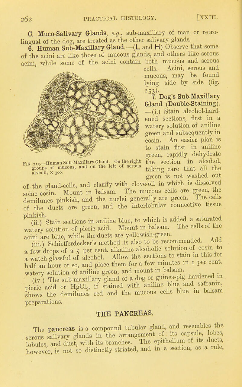 FIG -Human Sub-Maxillary Gland. On the right groups of mucous, and on the left of serous alveoli, x 300. C, Muco-Salivary Glands, e.g., sub-maxillary of man or retro- lingual of the dog, are treated as the other salivary glands. 6. Human Sub-Maxillary Gland.—(L and H) Observe that some of the acini are like those of mucous glands, and others like serous acini while some of the acini contain both mucous and serous ' cells. Acini, serous and mucous, may be found lying side by side (fig. 253). 7. Dog's Sub-Maxillary Gland (Double-Staining). —(i.) Stain alcohol-hard- ened sections, first in a watery solution of aniline green and subsequently in eosin. An easier plan is to stain first in aniline green, rapidly dehydrate the section in alcohol, taking care that all the green is not washed out of the gland-cells, and clarify with clove-oil in which is dissolved some eosin. Mount in balsam. The mucous cells are green, the demilunes pinkish, and the nuclei generally are green. The ceUs of the ducts are green, and the interlobular connective tissue ^'(Hf Stain sections in aniline blue, to which is added a saturated watery solution of picric acid. Mount in balsam. The cells of the acini are blue, while the ducts are yellowish-green. (iii) Schiefferdecker's method is also to be recommended. Add a few drops of a 5 per cent, alkaline alcoholic solution of eosm to a watch-glassful of alcohol. AUow the sections to stam m this for half an hour or so, and place them for a few minutes in i per cent, watery solution of aniline green, and moimt m balsam. (iv.) The sub-maxillary gland of a dog or guinea-pig hardened m picric acid or HgCl,, if stained with aniline blue and safranm^ shows the demilunes red and the mucous cells blue m balsam preparations. THE PANCREAS. The pancreas is a compound tubular gland, and resembles the serous salivary glands in the arrangement of its capsu e, lobes, Lbules and duct, with its branches. The epithelium of its due s, however, is not so distinctly striated, and in a section, as a rule,