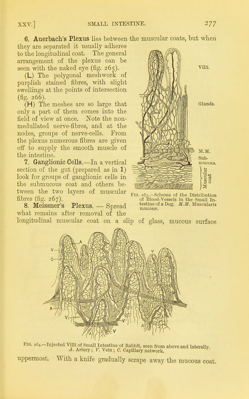 Grlands. 6. Auerbach's Plexus lies between th.e muscular coats, but when they are separated it usually adheres to the longitudinal coat. The general arrangement of the plexus can be seen with the naked eye (fig. 265). (L) The polygonal mesh work of purplish stained fibres, with slight swellings at the points of intersection (fig. 266). (H) The meshes are so large that only a part of them comes into the field of view at once. Note the non- medullated nerve-fibres, and at the nodes, groups of nerve-cells. From the plexus numerous fibres are given off to supply the smooth muscle of the intestine. 7. Ganglionic Cells.—In a vertical section of the gut (prepared as in 1) look for groups of ganglionic ceUs in the submucous coat and others be- tween the two layers of muscular fibres (fig. 267). 8. Meissner's Plexus. — Spread what remains after removal of the longitudinal muscular coat on a slip of glass, mucous surface Fig. 263.—Scheme of the Distribution of Blood-Vessels in the SmaU In- testine of a Dog. J/.J/. Muscularia mucosas. FIG. 264.-Injected Villi of Small Intestine of Rabbit, seen from above and laterally. A. Artery; V. Vein; C. Capillary network. uppermost. With a knife gradually scrape away the mucous coat.