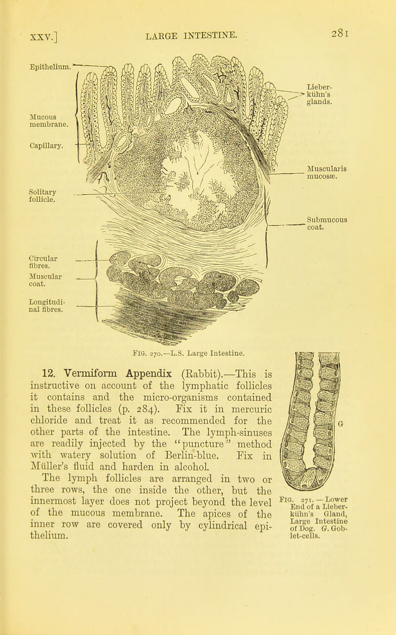 Epithelium. Mucous membrane. Capillary. Solitary follicle. Lieber- klihn's glauds. Muscularis muoosse. Submucous coat. Circular fibres. Muscular coat. Longitudi- nal fibres. Fig. 270.—L.S. Large Intestine. 12. Vermiform Appendix (Rabbit).—This is instructive on account of the lymphatic follicles it contains and the micro-organisms contained in these follicles (p. 284). Fix it in mercuric chloride and treat it as recommended for the other parts of the intestine. The lymph-sinuses are readily injected by the puncture method with watery solution of Berlin-blue. Fix in Miiller's fluid and harden in alcohol. The lymph follicles are arranged in two or three rows, the one inside the other, but the innermost layer does not project beyond the level of the mucous membrane. The apices of the inner row are covered only by cylindrical epi- thelium. 271. - Lower End of a Lieber- Iciilin's Gland, Large Intestine of Dog. G. Gob- let-cells.