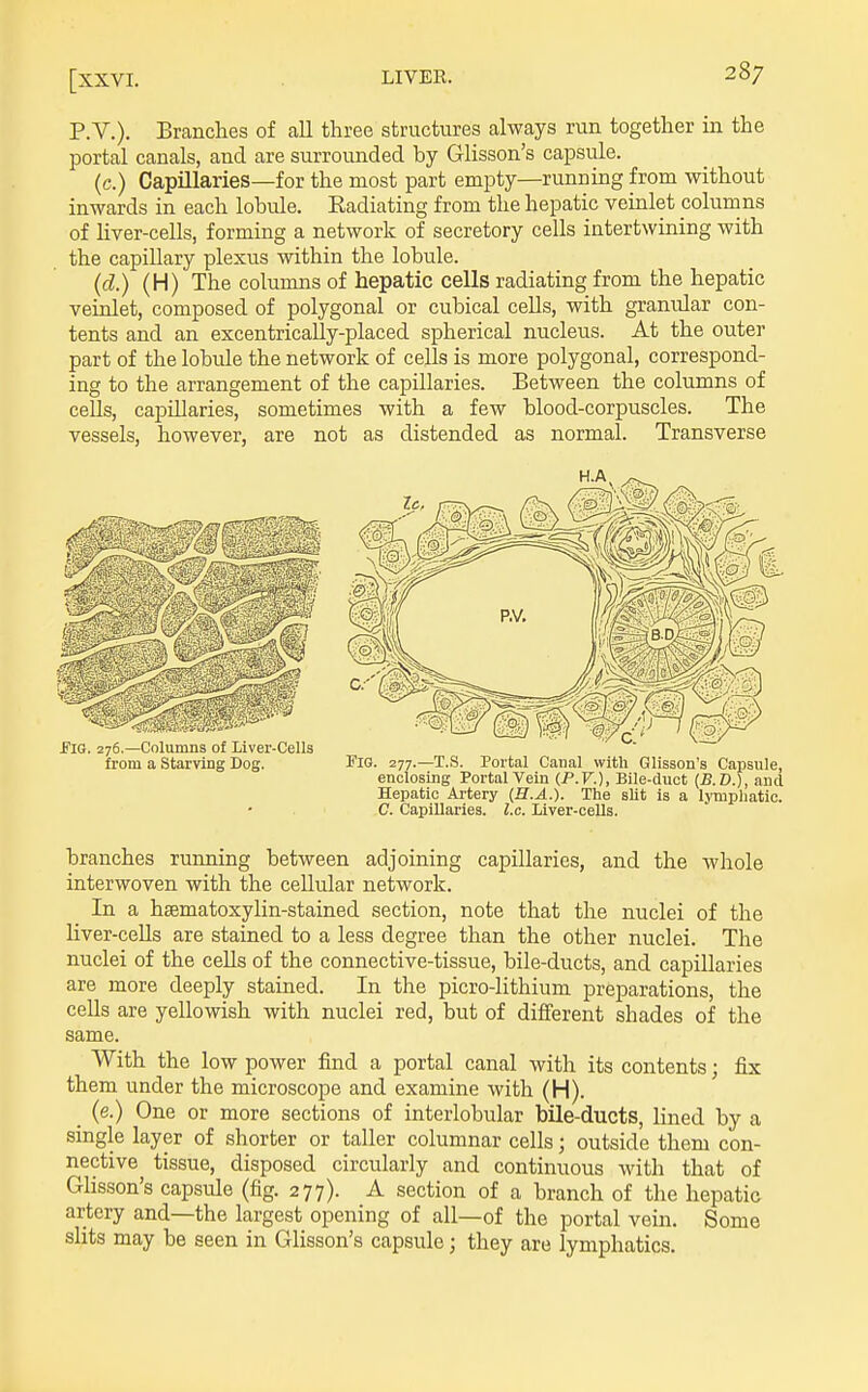 P.v.). Branches of all three structures always run together in the portal canals, and are surrounded by Glisson's capsule. (c.) Capillaries—for the most part empty—running from without inwards in each lobule. Eadiating from the hepatic veinlet polurnns of Uver-cells, forming a network of secretory cells intertwining with the capillary plexus within the lobule. (d.) (H) The columns of hepatic cells radiating from the hepatic veinlet, composed of polygonal or cubical cells, with granular con- tents and an excentrically-placed spherical nucleus. At the outer part of the lobule the network of cells is more polygonal, correspond- ing to the arrangement of the capillaries. Between the columns of cells, capillaries, sometimes with a few blood-corpuscles. The vessels, however, are not as distended as normal. Transverse Fia. 276.—Columns of Liver-Cells from a Starving Dog. Fig. 277.—X.S. Portal Canal witli Glisson's Capsule, enclosing Portal Vein (.P.V.), Bile-duct {B.D.), and Hepatic Artery (H.A.). The slit is a lymphatic. C. Capillaries. I.e. Liver-cells. branches running between adjoining capillaries, and the whole interwoven with the cellular network. In a hsematoxylin-stained section, note that the nuclei of the liver-cells are stained to a less degree than the other nuclei. The nuclei of the cells of the connective-tissue, bile-ducts, and capillaries are more deeply stained. In the picro-lithium preparations, the cells are yellowish with nuclei red, but of different shades of the same. With the low power find a portal canal with its contents; fix them under the microscope and examine with (H). (e.) One or more sections of interlobular bile-ducts, lined by a single layer of shorter or taller columnar cells; outside them con- nective tissue, disposed circularly and continuous with that of Ghsson's capsule (fig. 277). A section of a branch of the hepatic artery and—the largest opening of all—of the portal vein. Some slits may be seen in Glisson's capsule; they are lymphatics.