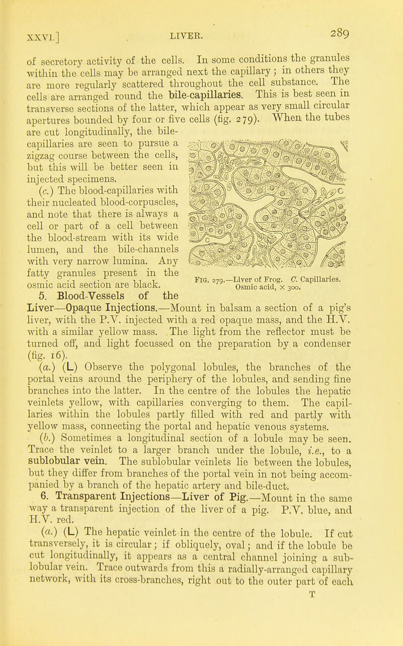 of secretory activity of the cells. In some conditions the granules within the cells may be arranged next the capillary; in others they are more regularly scattered throughout the cell substance. The cells are arranged round the bile-capillaries. This is best seen in transverse sections of the latter, which appear as very small circular apertures bounded by four or five cells (tig. 279). When the tubes are cut longitudinally, the bile- capillaries are seen to pursue a zigzag course between the cells, but this will be better seen in injected specimens. (c.) The blood-capillaries with their nucleated blood-corpuscles, and note that there is always a cell or part of a cell between the blood-stream with its wide lumen, and the bile-channels with very narrow lumina. Any fatty granules present in the osmic acid section are black. 5. Blood-Vessels of the Liver—Opaque Injections.—Mount in balsam a section of a pig's liver, with the P.V. injected with a red opaque mass, and the H.V. with a similar yellow mass. The light from the reflector must be turned off, and light focussed on the preparation by a condenser (fig. 16). (a.) (L) Observe the polygonal lobules, the branches of the portal veins around the periphery of the lobules, and sending fine branches into the latter. In the centre of the lobules the hepatic veinlets yellow, with capillaries converging to them. The capil- laries within the lobules partly filled with red and partly with yellow mass, connecting the portal and hepatic venous systems. (b.) Sometimes a longitudinal section of a lobule may be seen. Trace the veinlet to a larger branch under the lobule, i.e., to a sublobular vein. The sublobular veinlets lie between the lobules, but they differ from branches of the portal vein in not being accom- panied by a branch of the hepatic artery and bile-duct. 6. Transparent Injections—Liver of Pig.—Mount in the same way a transparent injection of the liver of a pig. P.V. blue, and H.V. red. (a.) (L) The hepatic veinlet in the centre of the lobule. If cut transversely, it is circular; if obliquely, oval; and if the lobule be cut longitudinally, it appears as a central channel joining a sub- lobular vein. Trace outwards from this a radially-arranged capillary network, with its cross-branches, right out to the outer part of each T riQ. 279.—Liver of Frog. C. Capillai-ies. Osmic acid, x 300.