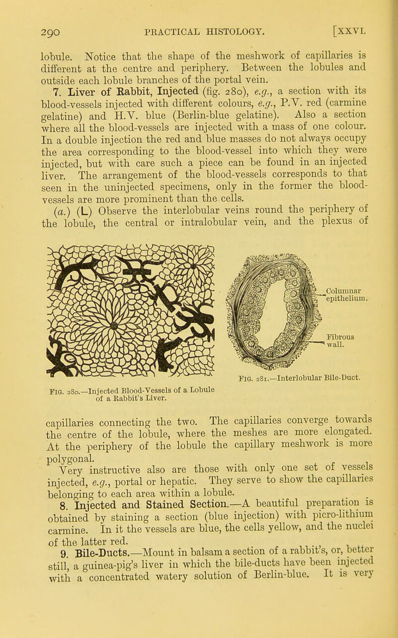 lobule. Notice that the shape of the meshwork of capillaries is different at the centre and periphery. Between the lobules and outside each lobule branches of the portal vein. 7. Liver of Rabbit, Injected (fig. 280), e.g., a section with its blood-vessels injected with different colours, e.g., P.V. red (carmine gelatine) and H.V. blue (Berlin-blue gelatine). Also a section where all the blood-vessels are injected with a mass of one colour. In a double injection the red and blue masses do not always occupy the area corresponding to the blood-vessel into which they were injected, but with care such a piece can be found in an injected liver. The arrangement of the blood-vessels corresponds to that seen in the uninjected specimens, only in the former the blood- vessels are more prominent than the cells. (a.) (L) Observe the interlobular veins round the periphery of the lobule, the central or intralobular vein, and the plexus of Columnar epithelium. Fibrous waU. Fig. 281.—Interlobular Bile-Duct. Fig. 280.—Injected Blood-Vessels of a Lobule of a Kabbit's Liver. capillaries connecting the two. The capillaries converge towards the centre of the lobule, where the meshes are more elongated. At the periphery of the lobule the capillary meshwork is more polygonal. Very instructive also are those with only one set ot vessels injected, e.g., portal or hepatic. They serve to show the capillaries belonging to each area within a lobule. 8. Injected and Stained Section.—A beautiful preparation is obtained by staining a section (blue injection) with picro-lithium carmine. In it the vessels are blue, the cells yellow, and the nuclei of the latter red. 9 Bile-Ducts.—Mount in balsam a section of a rabbit s, or, better still, a guinea-pig's liver in which the bile-ducts have been injected with a concentrated watery solution of Berlin-blue. It is very
