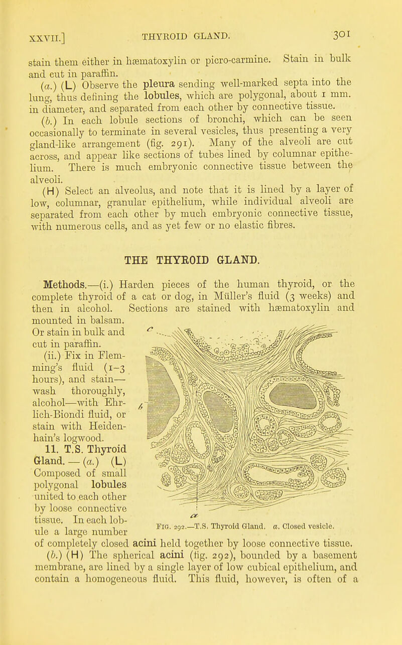 stain them either in hsematoxylin or picro-carmine. Stain in bulk and cut in paraffin. (a.) (L) Observe the pleura sending well-marked septa into the lung, thus defining the lobules, which are polygonal, about i mm. in diameter, and separated from each other by connective tissue. (b.) In each lobule sections of bronchi, which can be seen occasionally to terminate in several vesicles, thus presenting a very gland-like arrangement (fig. 291). Many of the alveoli are_ cut across, and appear like sections of tubes lined by columnar epithe- Uum. There is much embryonic connective tissue between the alveoli. (H) Select an alveolus, and note that it is lined by a layer of low, columnar, granular epithelium, while individual alveoli are separated from each other by much embryonic connective tissue, with numerous cells, and as yet few or no elastic fibres. THE THYROID GLAND. Methods.—(i.) Harden pieces of the human thyroid, or the complete thyroid of a cat or dog, in Miiller's fluid (3 weeks) and then in alcohol. Sections are stained with hsematoxylin and mounted in balsam. Or stain in bulk and cut in paraffin. (ii.) Fix in Flem- ming's fluid (1-3 hours), and stain— wash thoroughly, alcohol—with Ehr- hch-Biondi fluid, or stain with Heiden- hain's logwood. 11. T.S. Thyroid Gland. — (a.) (L) Composed of small polygonal lobules united to each other by loose connective tissue. In each lob- ule a large number of completely closed acini held together by loose connective tissue. (b.) (H) The spherical acini (lig. 292), bounded by a basement membrane, are lined by a single layer of low cubical epithelium, and contain a homogeneous fluid. This fluid, however, is often of a ma. 292.—T.S. Thyroid Gland, a. Closed vesicle.