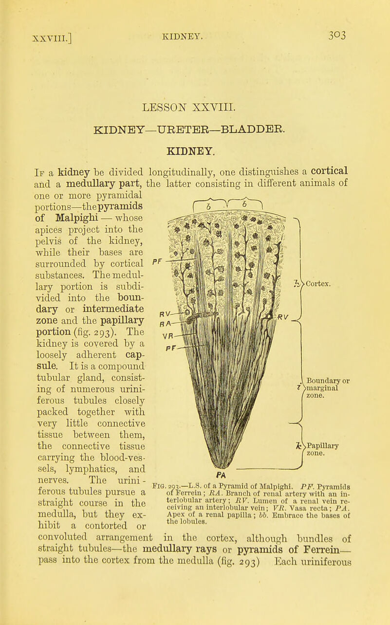 LESSON XXVIII. KIDNEY—URETER—BLADDER. 7i> Cortex. KIDNEY. If a kidney be divided longitudinally, one distingxiislies a cortical and a medullary part, the latter consisting in different animals of one or more pyramidal ■ 6 portions—tliepyramids of Malpighi — whose apices project into the pelvis of the kidney, while their bases are surrounded by cortical substances. The medul- lary portion is subdi- vided into the boun- dary or intermediate zone and the papUlary portion (fig. 293). The kidney is covered by a loosely adherent cap- sule. It is a compound tubular gland, consist- ing of numerous urini- ferous tubules closely packed together with very little connective tissue between them, the connective tissue carrying the blood-ves- sels, lymphatics, and nerves. The urini - ferous tubules pursue a straight course in the medulla, but they ex- hibit a contorted or convoluted arrangement straight tubules \ Boundary or 7 >mai'ginal / zone. ifc> Papillary zone. Fig. 203.—L.S. of a Pyramid of Malpighi. PF. Pyramids oiFerrein; RA. Brancli of renal artery with an in- terlobular artery, RV. Lumen of a renal vein re- ceiving an interlobular vein; VR. Vasa recta; PA. Apex of a renal papilla; bb. Embrace the bases of the lobules. in the cortex, although bundles of the medullary rays or pyramids of Ferrein— pass into the cortex from the medulla (fig. 293) Each uriniferous
