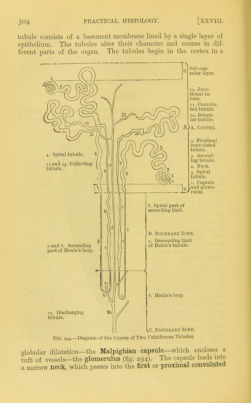 tubule consists of a basement membrane lined by a single layer of epithelium. The tubules alter their character and course in dif- ferent parts of the organ The tubules begin in the cortex in a Sub-cap- sulai' layer. 12. Junc- tional tu- bule. 11. Convolu- ted tubule, lo. Irregu- lar tubule. A)A. COETEX. 3. Proximal convoluted tubule, g. Ascend- ing tubule. 2. Neck. Spiral tubule. 1. Capsule and glome- rulus. 7 and 8. Ascending part of Henle's loop, *B. BouNDAET Zone. 5. Descending limb of Henle's tubule. 6. Henle's loop. 15. Discharging tubule, kC. PAPiLLAiir Zone. Fio. 294.—Diagram of the Course of Two llriuiferous Tubules. alobular dilatation—the Malpighian capsule—which encloses a tuft of vessels—the glomerulus (fig. 294)- The capsule leads mto a narrow neck, which passes into the first or proximal convoluted