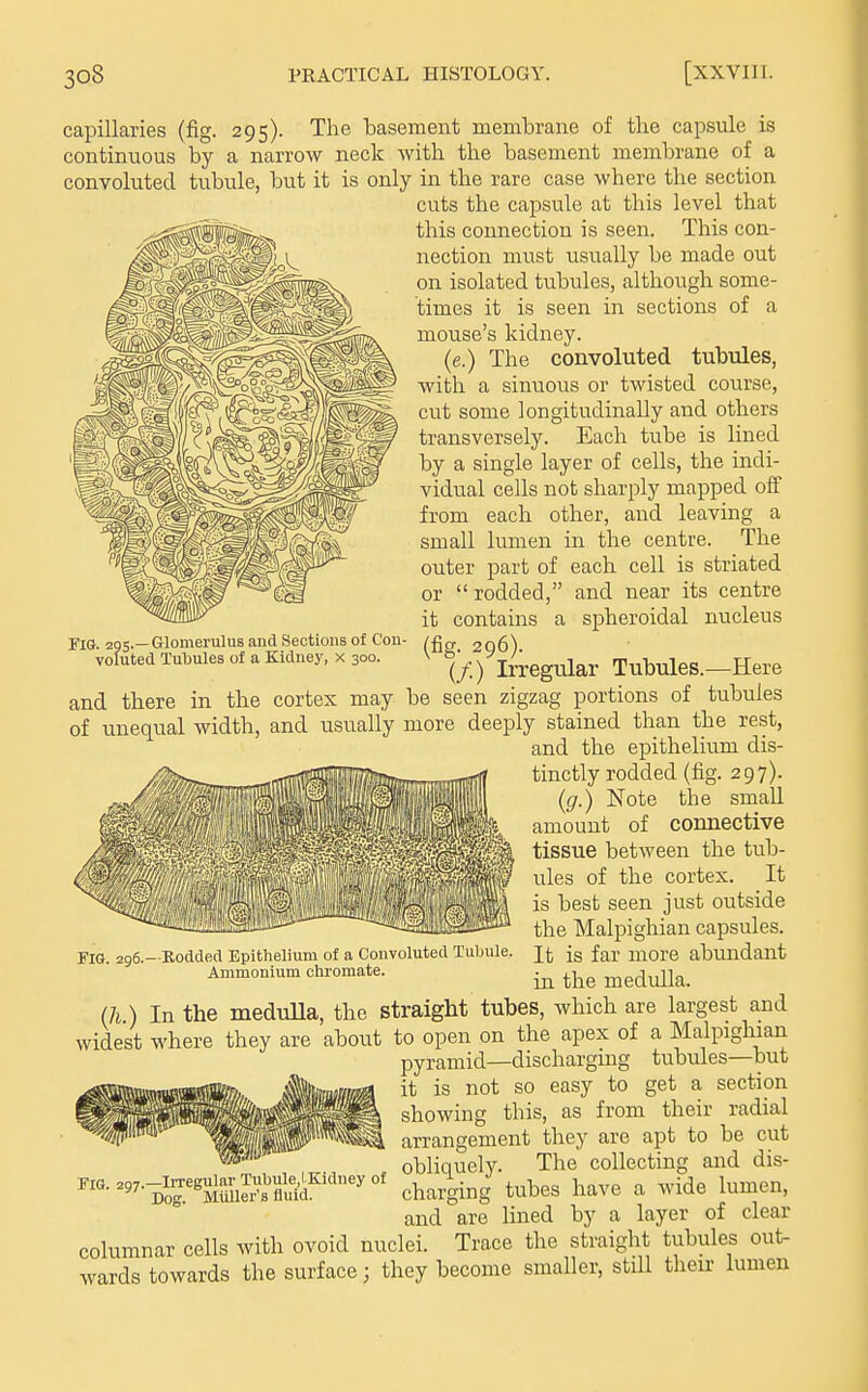 capillaries (fig. 295). The basement membrane of the capsule is continnous by a narrow neck Avith the basement membrane of a convoluted tubule, but it is only in the rare case where the section cuts the capsule at this level that this connection is seen. This con- nection must usually be made out on isolated tubules, although some- in sections of a times it is seen mouse's kidney. (e.) The convoluted tubules, with a sinuous or twisted course, cut some longitudinally and others transversely. Each tube is lined by a single layer of cells, the indi- vidual cells not sharply mapped off from each other, and leaving a small lumen in the centre. The outer part of each cell is striated or  rodded, and near its centre it contains a spheroidal nucleus (fig. 296). (/) Irregular Tubules.—Here and there in the cortex may be seen zigzag portions of tubules of unequal width, and usually more deeply stained than the rest, and the epithelium dis- tinctly rodded (fig. 297). (g.) Note the small amount of connective tissue between the tub- ules of the cortex. It is best seen just outside the Malpighian capsules. It is far more abundant in the medulla. Fig .. 295.—Glomerulus and Sections of Con- voluted Tubules of a Kidney, x 300. Fig. 296.—Kodded Epithelium of a Convoluted Tubule. Ammonivim chromate. (h.) In the widest where meduUa, the straight tubes, which are largest and they are about to open on the apex of a Malpighian pyramid—dischargmg tubules—but it is not so easy to get a section showing this, as from their radial arrangement they are apt to be cut obliquely. The collecting and dis- charging tubes have a Avide lumen, and are lined by a layer of clear columnar cells with ovoid nuclei. Trace the straight tubules out- wards towards the surface; they become smaller, still their lumen Fig 207.—Irregular Tubule,! Kidney of Dog. Miiller's fluid.