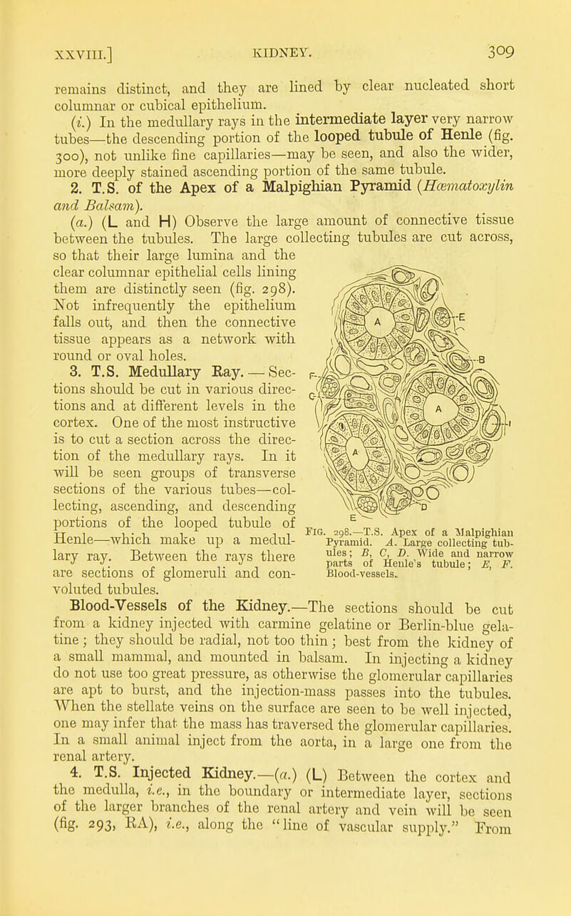 remains distinct, and they are lined by clear nucleated short columnar or cubical epithelium. (i.) In the medullary rays in the intermediate layer very narrow tubes—the descending portion of the looped tubule of Henle (fig. 300), not unlike fine capillaries—may be seen, and also the wider, more deeply stained ascending portion of the same tubiile. 2. T.S. of the Apex of a Malpigliian Pyramid {Hcematoxylin and Balsam). (a.) (L and H) Observe the large amount of connective tissue between the tubules. The large collecting tubules are cut across, so that their large lumina and the clear columnar epithelial cells lining them are distinctly seen (fig. 298). Ifot infrequently the epithelium falls out, and then the connective tissue appears as a network with round or oval holes. 3. T.S. MeduUary Eay. —Sec- tions should be cut in various direc- tions and at different levels in the cortex. One of the most instructive is to cut a section across the direc- tion of the medullary rays. In it will be seen groups of transverse sections of the various tubes—col- lecting, ascending, and descending portions of the looped tubule of -TT 1 1-1 1 T 1 -^i- 290.—x.o. Apex 01 a jjaipigiiiau Menle—which make up a medul- Pyramid, a. Large collecting tub- lary ray. Between the rays there ^^^V ^1 wide and narrow •' „ , ,. . parts of Henle s tubule; JE, F. are sections 01 glomeruli and con- Blood-vessels. voluted tubules. Blood-Vessels of the Kidney.—The sections should be cut from a kidney injected with carmine gelatine or Berlin-blue gela- tine ; they should be radial, not too thin ; best from the kidney of a small mammal, and mounted in balsam. In injecting a kidney do not use too great pressure, as otherwise the glomerular capillaries are apt to burst, and the injection-mass passes into the tubules. AVhen the stellate veins on the surface are seen to be well injected, one may infer that the mass has traversed the glomerular capillaries. In a small animal inject from the aorta, in a large one from the renal artery. 4. T.S. Injected Kidney.—(«.) (L) Between the cortex and the medulla, i.e., in the boundary or intermediate layer, sections of the larger branches of the renal artery and vein will be seen (fig. 293, RA), i.e., along the line of vascular supply. From