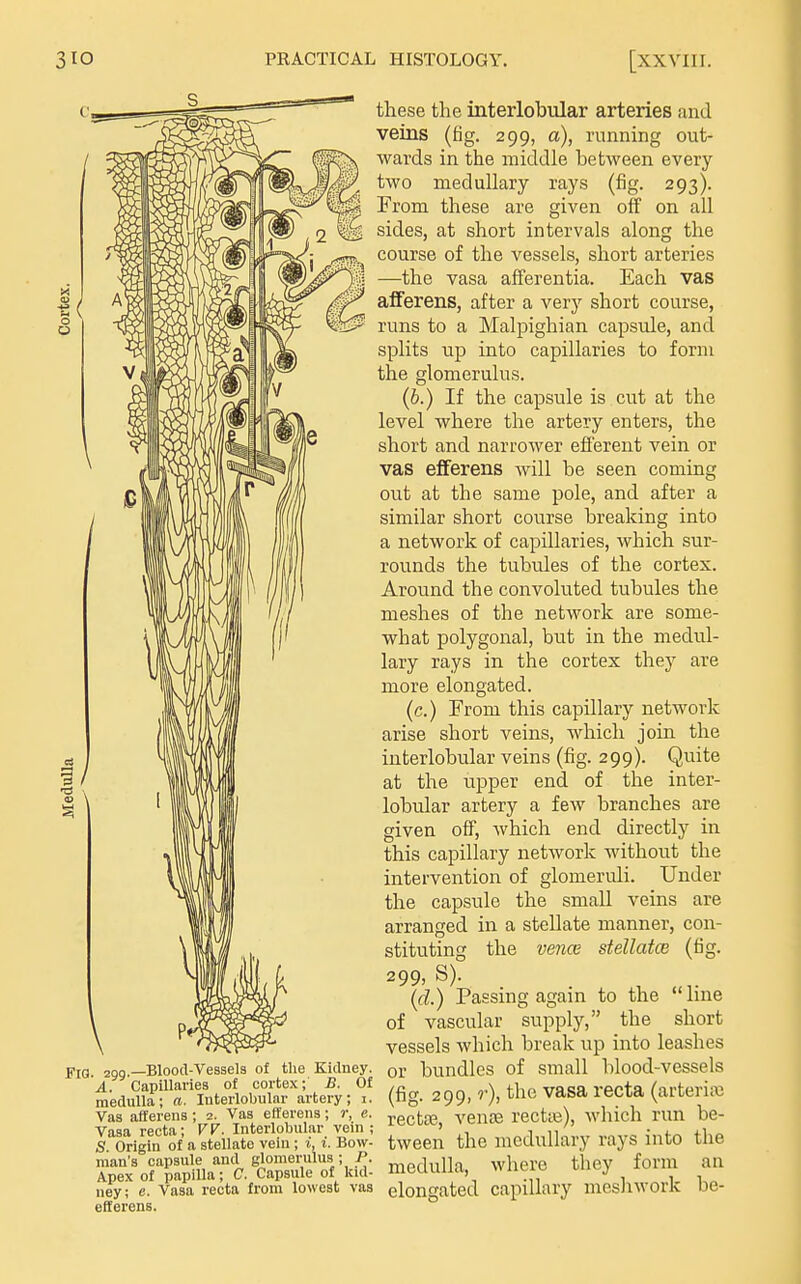 FlQ. 200.—Blood-Vessels of the Kidney. A. Capillaries of cortex; B. Of medulla; a. Interlobular artery; i. Vas afferens ; 2. Vas efferens; r, e. Vasa recta; VV. Interlobular vein; S. Origin of a stellate vein ; i, i. Bow- man's capsule and glomerulus ; P. Apex of papilla; C. Capsule of kid- ney; e. Vasa recta from lowest vas eflerens. these the mterlobular arteries and veins (fig. 299, a), running out- wards in the middle between every two medullary rays (fig. 293). From these are given off on all sides, at short intervals along the course of the vessels, short arteries —the vasa afferentia. Each vas aflferens, after a very short course, runs to a Malpighian capsule, and splits up into capillaries to form the glomerulus. (6.) If the capsule is cut at the level where the artery enters, the short and narrower efferent vein or vas efferens will be seen coming out at the same pole, and after a similar short course breaking into a network of capillaries, which sur- rounds the tubules of the cortex. Around the convoluted tubules the meshes of the network are some- what polygonal, but in the medul- lary rays in the cortex they are more elongated. (c.) From this capillary network arise short veins, which join the interlobular veins (fig. 299). Quite at the upper end of the inter- lobular artery a few branches are given off, which end directly in this capillary netAvork without the intervention of glomeruli. Under the capsule the small veins are arranged in a stellate manner, con- stituting the vejice stellatce (fig. 299, S). _ (d.) Passing again to the line of vascular supply, the short vessels which break up into leashes or bundles of small blood-vessels (fig. 299, r), the vasa recta (arterifc rectas, vence rectie), which run be- tween the medullary rays into the medulla, where they form an elongated capillary mesliwork be-