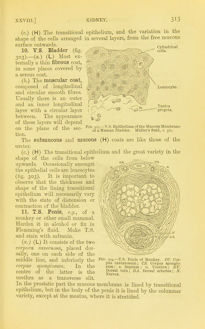 Cylindrical cells. Leucocyte. riQ. 303.—V.S. Epithelium of the Mucous Memhrane of a Human Bladder. Mtiller's fluid, x 560. (e.) (H) The transitional epithelium, and the variation in the shape of the cells arranged in several layers, from the free mucous surface outwards. 10. V.S. Bladder (fig. 303).—(a.) (L) Most ex- ternally a thin fibrous coat, in some places covered by a serous coat. (6.) The muscular coat, composed of longitudinal and circular smooth fibres. Usually there is an outer and an inner longitudinal layer with a circular layer between. The appearance of these layers will depend on the j)lane of the sec- tion. The submucous and mucous (H) coats are hke those of the meter. (c.) (H) The transitional epithelium and the great variety in the shape of the cells from below upwards. Occasionally amongst the epithehal cells are leucocytes (lig. 303). It is important to observe that the thickness and shape of the lining transitional epithelium will necessarily vary with the state of distension or contraction of the bladder. 11. T.S. Penis, e.g., of a monkey or other small mammal. Harden it in alcohol or fix in Flemming's fluid. Make T.S. and stain with safranin. (a.) (L) It consists of the two corpora cavernosa, placed dor- sally, one on each side of the middle line, and inferiorly the corpus spongiosum. In the centre of the latter is the urethra as a transverse slit. Fig. 304.—T.S. Penis of Monlcey. CC. Cor- pus caveniosum; CS. Corpus spongio- sum; s. Septum; u. Uretlira; DV. Dorsal vein; DA. Dorsal arteries; iV. Nerves. In the prostatic part the mucous membrane is lined by transitional epithelium, but in the body of the penis it is lined by the columnar variety, except at the meatus, where it is stratified.