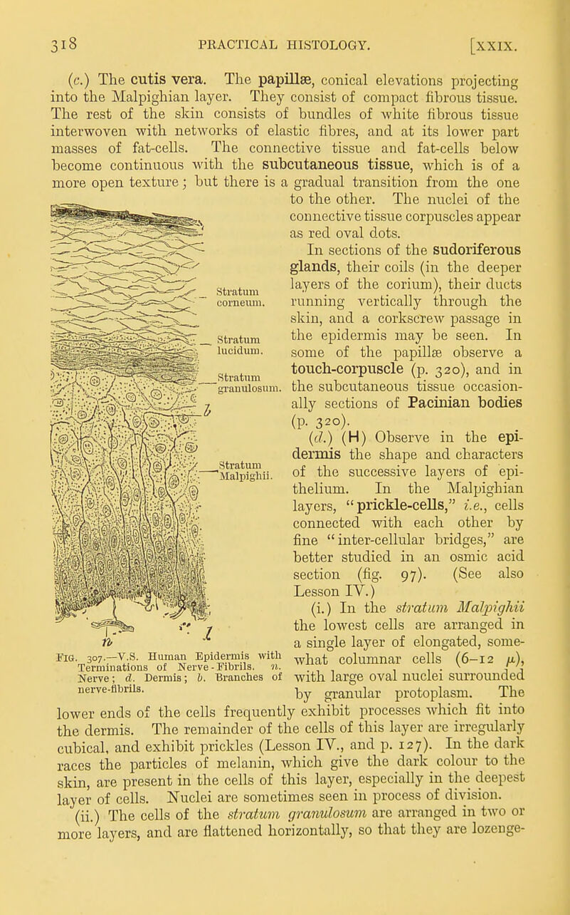 stratum gi-anulosuiii. (f.) The cutis vera. The papillse, conical elevations projecting into the Malpighian layer. They consist of compact fibrous tissue. The rest of the skin consists of bundles of white fibrous tissue interwoven with networks of elastic fibres, and at its lower part masses of fat-cells. The connective tissue and fat-cells below become continuous ^vith. the subcutaneous tissue, which is of a more open texture; but there is a gradual transition from the one to the other. The nuclei of the connective tissue corpuscles appear as red oval dots. In sections of the sudoriferous glands, their coils (in the deeper layers of the corium), their ducts running vertically through the skin, and a corkscrew passage in the epidermis may be seen. In some of the papillse observe a touch-corpuscle (p. 320), and in the subcutaneous tissue occasion- ally sections of Pacinian bodies (p. 320). {d.) (H) Observe in the epi- dermis the shape and characters of the successive layers of epi- thelium. In the Malpighian layers,  prickle-ceUs, i.e., cells connected with each other by fine inter-cellular bridges, are better studied in an osmic acid section (fig. 97). (See also Lesson IV.) (i.) In the stratum Maljjighii the lowest cells are arranged in a single layer of elongated, some- what columnar cells (6-12 /x), with large oval nuclei surrounded by granular protoplasm. The lower ends of the cells frequently exhibit processes which fit into the dermis. The remainder of the cells of this layer are irregularly cubical, and exhibit prickles (Lesson IV., and p. 127). In the dark races the particles of melanin, which give the dark colour to the skin, are present in the cells of this layer, especially in the deepest layer of cells. Nuclei are sometimes seen in process of division. (ii.) The cells of the stratum granulosum are arranged in two or more layers, and are flattened horizontally, so that they are lozenge- Whl«v|Alp\|;p^@y;& .stratum Fig. 307.—v.S. Human Epidermis with Terminations of Nerve - Fibrils, ii. Nerve; d. Dermis; b. Branches of nerve-flbrils.