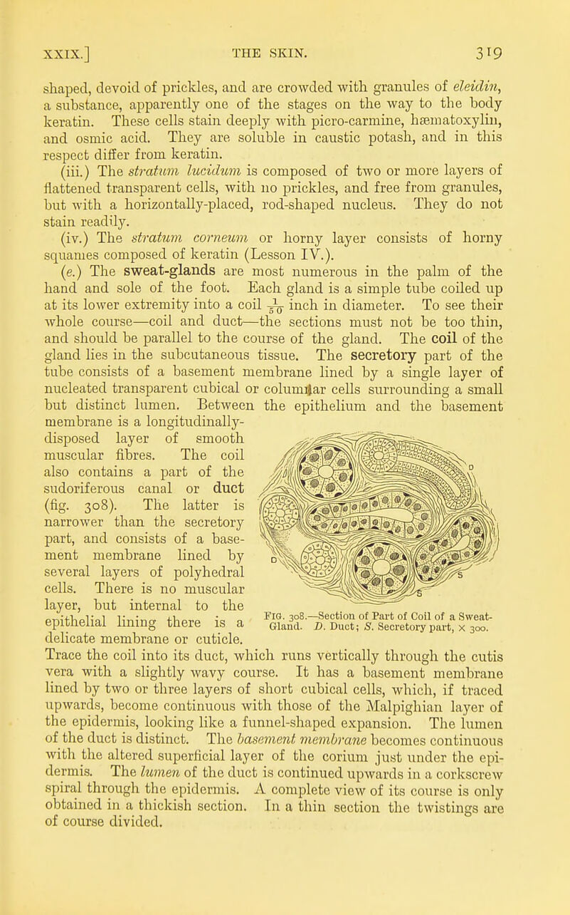 shaped, devoid of prickles, and are crowded with granules of eleidin, a substance, apparently one of the stages on the way to the body keratin. These cells stain deeply with picro-carmine, hseniatoxyliu, and osmic acid. They are soluble in caustic potash, and in this respect differ from keratin. (iii.) The stratum lucidum is composed of two or more layers of flattened transparent cells, with no prickles, and free from granules, but with a horizontally-placed, rod-shaped nucleus. They do not stain readily. (iv.) The stratum corneum or horny layer consists of horny squames composed of keratin (Lesson IV.). (e.) The sweat-glands are most numerous in the palm of the hand and sole of the foot. Each gland is a simple tube coiled up at its lower extremity into a coil -i- inch in diameter. To see their whole course—coil and duct—the sections must not be too thin, and should be parallel to the course of the gland. The COil of the gland lies in the subcutaneous tissue. The secretory part of the tube consists of a basement membrane lined by a single layer of nucleated transparent cubical or columijar cells surrounding a small but distinct lumen. Between membrane is a longitudinally- disposed layer of smooth muscular fibres. The coil also contains a part of the sudoriferous canal or duct the epithelium and the basement WB i IS Fia. 308.—Section of Part of Coil of a Sweat- Gland. D. Duct; S. Secretory part, x 300. (fig. 308). The latter narrower than the secretory part, and consists of a base- ment membrane lined by several layers of polyhedral cells. There is no muscular layer, but internal to the epithelial lining there is a delicate membrane or cuticle. Trace the coil into its duct, which runs vertically through the cutis vera with a slightly wavy course. It has a basement membrane lined by two or three layers of short cubical cells, which, if traced upwards, become continuous with those of the Malpighian layer of the epidermis, looking like a funnel-shaped expansion. The lumen of the duct is distinct. The basement membrane becomes continuous with the altered superficial layer of the corium just under the epi- dermis. The lumen of the duct is continued upwards in a corkscrew spiral through the epidermis. A complete view of its course is only obtained in a thickish section. In a thin section the twistings are of course divided.