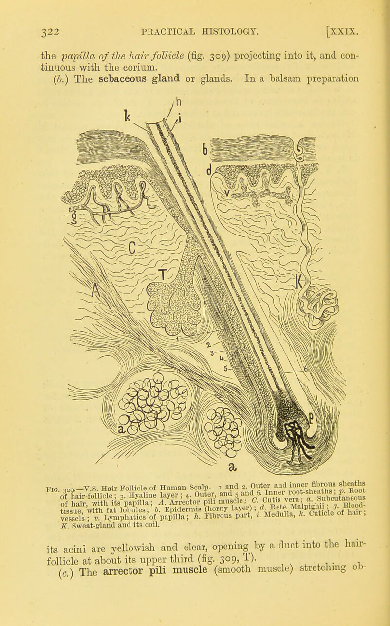 the papilla of the hair follicle (fig. 309) projecting into it, and con- tinuous with the corium. (5.) The sebaceous gland or glands. In a balsam preparation FIG. 309.-V.S. Hair-Folliole of Human Scalp, i and Of and uner ^^^^^^^^^ sheaths of Lir-follicle; 3. Hyaline layer; 4. Outer, and 5In' f >oo*-f of hair, with its papilla; A. Arrector pili muscle; Ciitis ve.a n. bui)cut.^ie^^^^ tissue, with fat lobules; h. Epidermis (horny I'^yeiO;Rete Malpi^^^^^^^^^^^ vessels ; v. Lymphatics of papilla; h. Fibrous pai't, 1. MeduUa, K. Cuticle 01 nair, K. Sweat-gland and its coil. its acini are yellowish and clear, opening by a duct into the hair- follicle at about its upper third (fig. 309, T). (c.) The arrector pili muscle (smooth muscle) stretching od-
