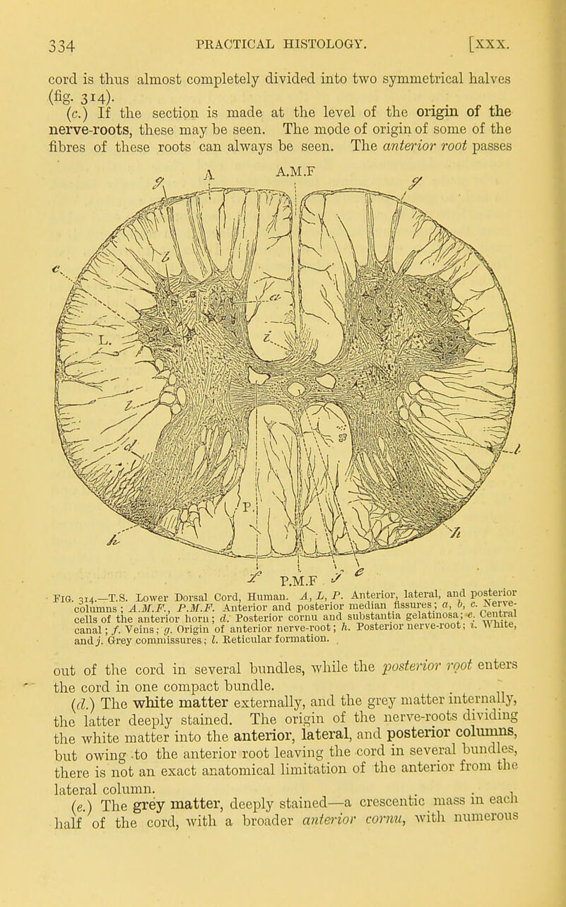 cord is thus almost completely divided into two symmetrical halves (fig- 314)- . . ^ ^ (c.) If the section is made at the level of the origin of the nerve-roots, these may be seen. The mode of origin of some of the fibres of these roots can always be seen. The anterior root passes FlQ. 314.—T.S. Lowei- columns ; A.M.F., cells of the anteriui num, u,. i^^ovv-i.^^ — , ~ ■  wi-,Uo canal;/. Veins; g. Origin of anterior nerve-root; h. Posterior nerve-ioot; i. Wlute, andj. Grey commissures; I. Keticiilar formation. out of the cord in several bundles, while the posterior root enters the cord in one compact bundle. {d.) The white matter externally, and the grey matter mternally, the latter deeply stained. The origin of the nerve-roots dividing the white matter into the anterior, lateral, and posterior columns, but owing .to the anterior root leaving the cord in several bundles, there is not an exact anatomical limitation of the anterior from the lateral column. . . , (e.) The grey matter, deeply stained—a crescentic mass in eacii half' of the cord, with a broader anterior cornu, with numerous
