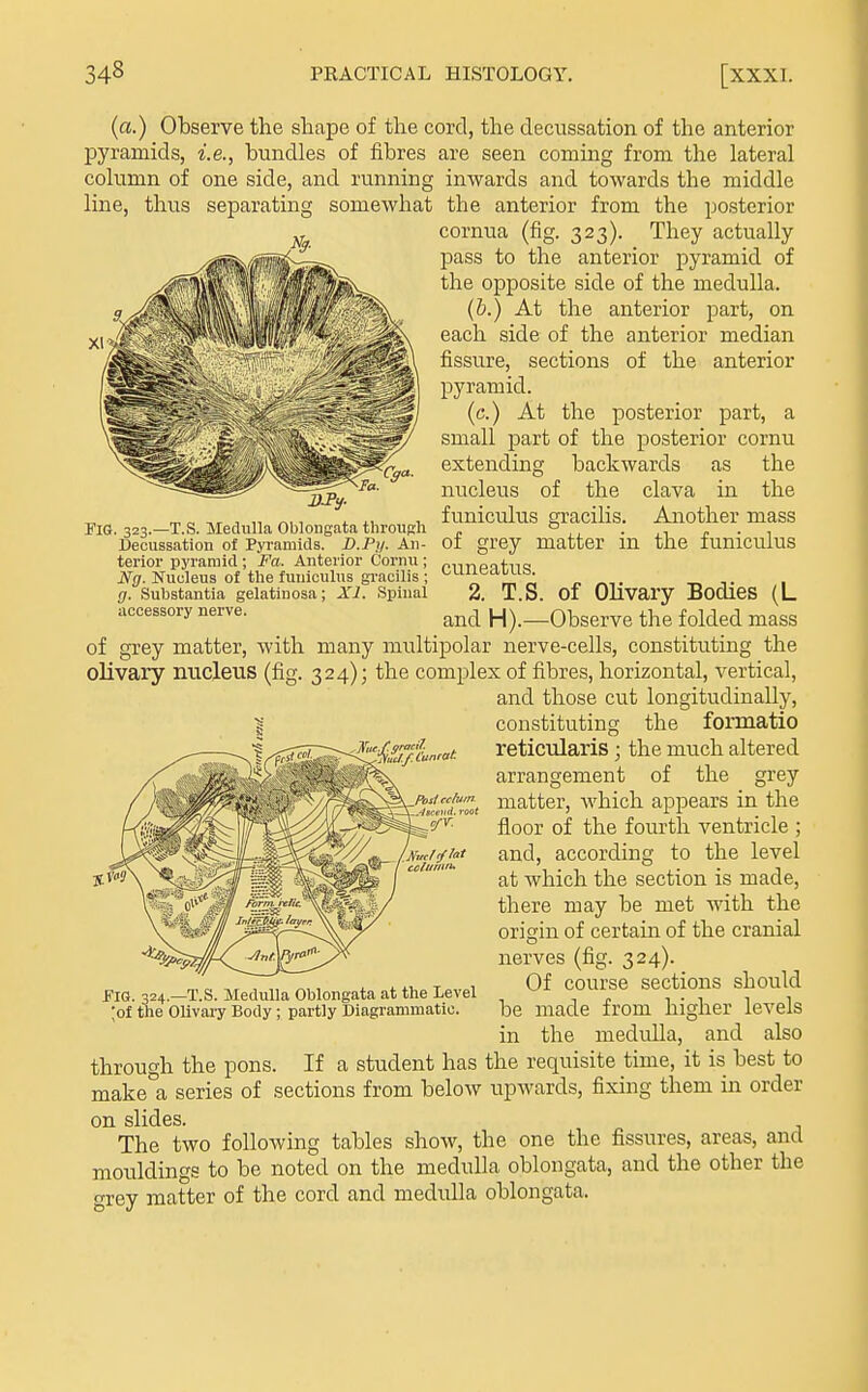 (a.) Observe the shape of the cord, the decussation of the anterior pyramids, i.e., bundles of fibres are seen coming from the lateral column of one side, and running inwards and towards the middle line, thus separating somewhat the anterior from the posterior cornua (fig. 323). They actually pass to the anterior pyramid of the opposite side of the medulla. (b.) At the anterior part, on each side of the anterior median fissure, sections of the anterior pyramid. (c.) At the posterior part, a small part of the posterior cornu extending backwards as the nucleus of the clava in the funiculus gracilis. Another mass of grey matter in the funiculus Jig. 323.—T.S. Medulla Oblongata throuRh Decussation of Pyramids. D.Py. An- terior pyramid; Fa. Anterior Cornu ; Ng. Nucleus of the funiculus gracilis ; g. Substantia gelatin osa; XI. Spinal accessory nerve. of cuneatus. 2. T.S. of Olivary Bodies (L and H).—Observe the folded mass grey matter, with many multipolar nerve-cells, constituting the olivary nucleus (fig. 324); the complex of fibres, horizontal, vertical, and those cut longitudinally, ^' constituting the formatio reticularis; the much altered arrangement of the grey matter, which appears in the floor of the fourth ventricle ; and, according to the level at which the section is made, there may be met with the origin of certain of the cranial nerves (fig. 324). Of course sections should be made from higher levels in the medulla, and also through the pons. If a student has the requisite time, it is best to make a series of sections from below upwards, fixing them in order on slides. The two following tables show, the one the fissures, areas, and mouldings to be noted on the medulla oblongata, and the other the grey matter of the cord and medulla oblongata. Fig. 324.—T.S. Medulla Oblongata at the Level ;of the Olivary Body ; partly Diagrammatic.