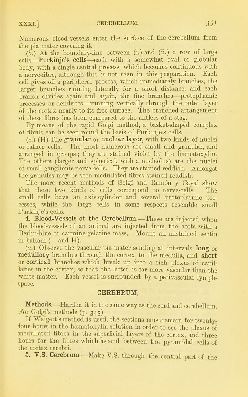 Numerous blood-vessels enter the surface of tlie cerebellum from the pia mater covering it. (b.) At the boundary-line between (i.) and (ii.) a row of large cells—Purkinje's cells—each with a somewhat oval or globular body, Avith a single central process, which becomes continuous with a nerve-fibre, although this is not seen in this preparation. Each cell gives off a peripheral process, which immediately branches, the larger branches running laterally for a short distance, and each branch divides again and again, the fine branches—protoplasmic processes or dendrites—running vertically through the outer layer of the cortex nearly to its free surface. The branched arrangement of these fibres has been compared to the antlers of a stag. By means of the rapid Golgi method, a basket-shaped complex of fibrils can be seen round the basis of Purkinje's cells. (c.) (H) The granular or nuclear layer, with two kinds of nuclei or rather cells. The most numerous are small and granular, and arranged in groups; they are stained violet by the htematoxylin. The others (larger and spherical, with a nucleolus) are the nuclei of small ganglionic nerve-cells. They are stained reddish. Amongst the granules may be seen meduUated fibres stained reddish. The more recent methods of Golgi and Kam6n y Cayal show that these two kinds of cells correspond to nerve-cells. The smaU cells have an axis-cylinder and several protoplasmic pro- cesses, while the large cells in some respects resemble small Purkinje's cells. 4. Blood-Vessels of the Cerebellum.—These are injected when the blood-vessels of an animal are injected from the aorta with a Berlin-blue or carmine-gelatine mass. Mount an unstained sectiu in balsam ( and H). (a.) Observe the vascular pia mater sending at intervals long or medullary branches through the cortex to the medulla, and short or cortical branches which break up into a rich plexus of capil- laries in the cortex, so that the latter is far more vascular than the white matter. Each vessel is surrounded by a perivascular lymph- space. CEREBEUM. Methods.—Harden it in tlie same way as the cord and cerebellum. For Golgi's methods (p. 345). If Weigert's method is used, the sections must remain for twenty- four hours in the htematoxylin solution in order to see the plexus of meduUated fibres in the superficial layers of the cortex, and three hours for the fibres which ascend between the pyramidal cells of the cortex cerebri. 5. V.S. Cerebrum.—Make V.S. through the central part of the