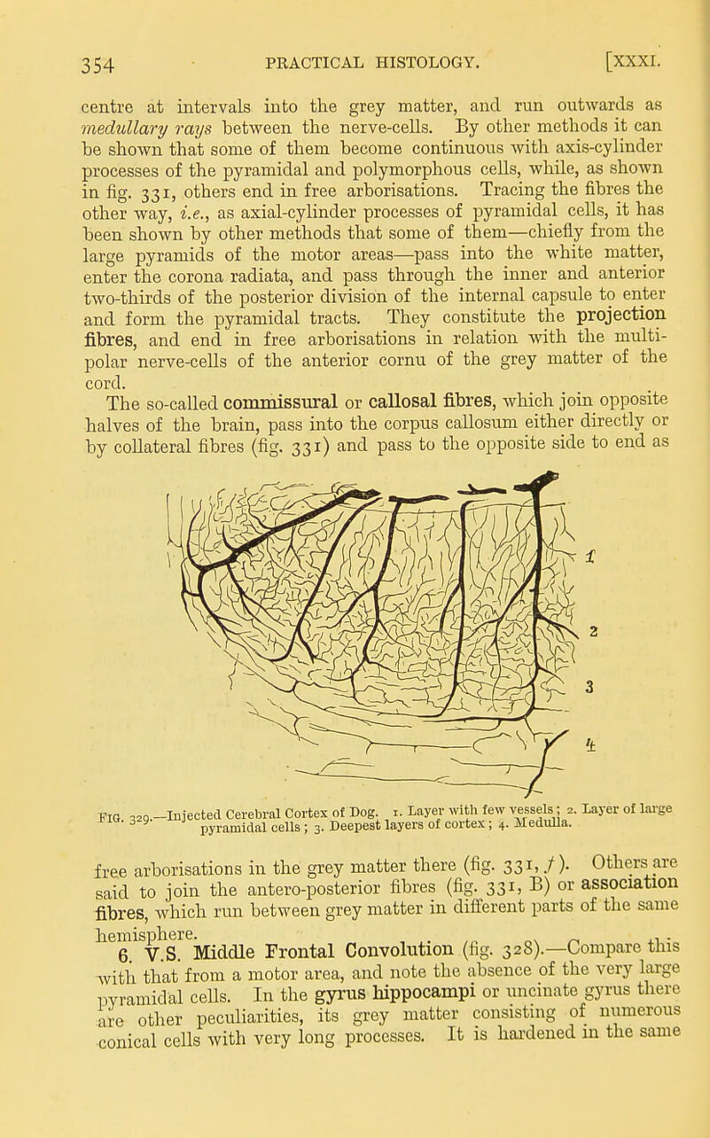 centre at intervals into the grey matter, and run outwards as medullary rays between the nerve-cells. By other methods it can be shown that some of them become continuous with axis-cylinder processes of the pyramidal and polymorphous cells, while, as shown in fig. 331, others end in free arborisations. Tracing the fibres the other way, i.e., as axial-cylinder processes of pyramidal cells, it has been shown by other methods that some of them—chiefly from the large pyramids of the motor areas—pass into the white matter, enter the corona radiata, and pass through the inner and anterior two-thirds of the posterior division of the internal capsule to enter and form the pyramidal tracts. They constitute the projection fibres, and end in free arborisations in relation with the multi- polar nerve-cells of the anterior cornu of the grey matter of the cord. The so-called commissural or callosal fibres, which join opposite halves of the brain, pass into the corpus callosum either directly or by collateral fibres (fig. 331) and pass to the opposite side to end as Fig ,2q.-In]ected Cerebral Cortex of Dog. i. Layer with few vessels; 2. Layer of lai-ge j?iu. 329- J pyj.^„jij^a^i gells; 3. Deepest layers of cortex; 4. MeduUa. free arborisations in the grey matter there (fig. 331,./). Others are said to join the antero-posterior fibres (fig. 33i> B) or association fibres, Avhich run between grey matter in different parts of the same hemisphere. „v ^ xi • 6 V.S. Middle Frontal Convolution (fig. 328).—Compare this with that from a motor area, and note the absence of the very large pyramidal ceUs. In the gyrus hippocampi or uncinate gyrus there are other peculiarities, its grey matter consisting of numerous conical cells with very long processes. It is hai-dened m the same