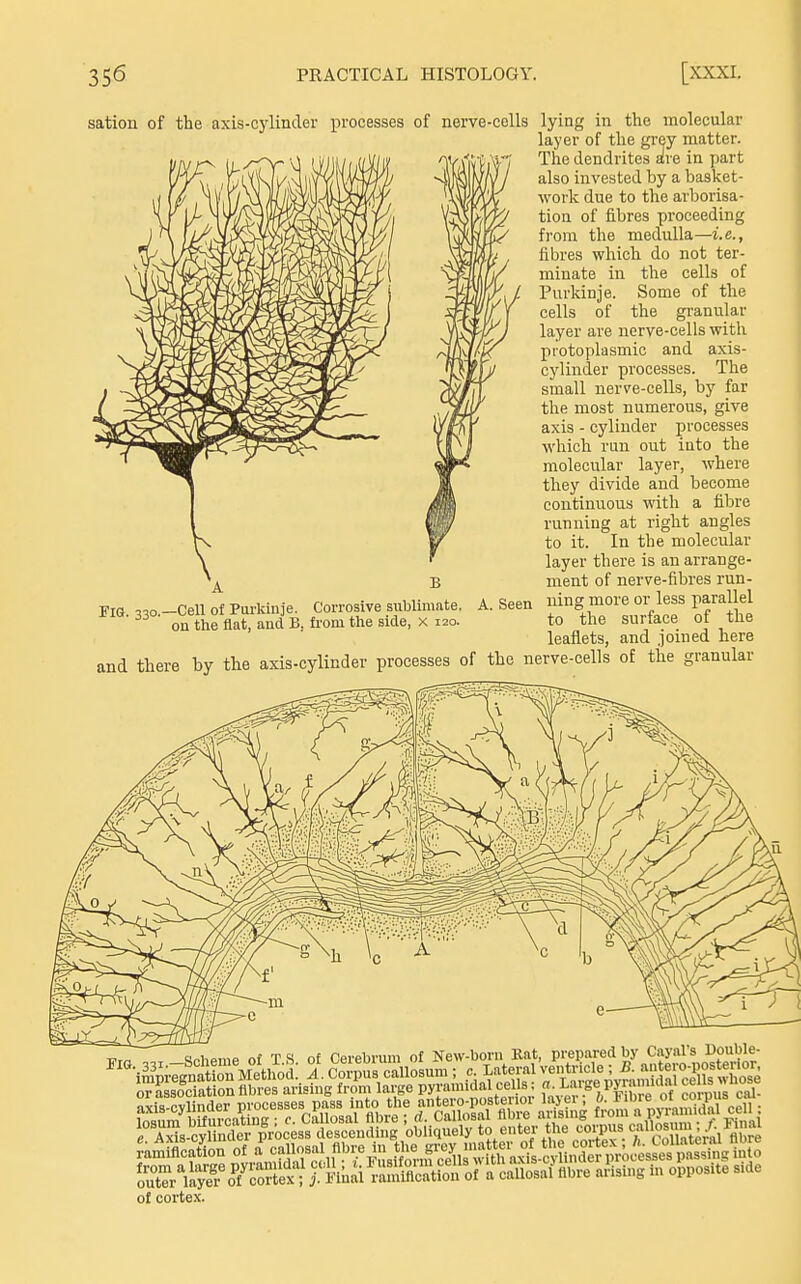 satiou of the axis-cylinder processes of nerve-colls lying in the molecular layer of the grey matter. The dendrites ^re in part also invested by a basket- work due to the arborisa- tion of iibres proceeding from the medulla—i.e., fibres which do not ter- minate in the cells of Purkinje. Some of the cells of the granular layer are nerve-cells with protoplasmic and axis- cylinder processes. The small nerve-cells, by far the most numerous, give axis - cylinder processes which run out into the molecular layer, where they divide and become continuous with a fibre running at right angles to it. In the molecular layer there is an arrange- B ment of nerve-fibres run- FIG 33o.-Cell of Purkinje. Corrosive sublimate. A. Seen ning more or less parallel on the flat, and B, from the side, X I20. to the surface of the leaflets, and joined here and there by the axis-cylinder processes of the nerve-cells of the granular «^homP nf T S of Cerebrum of New-born Kat, prepared by Cayal's Double- of cortex.