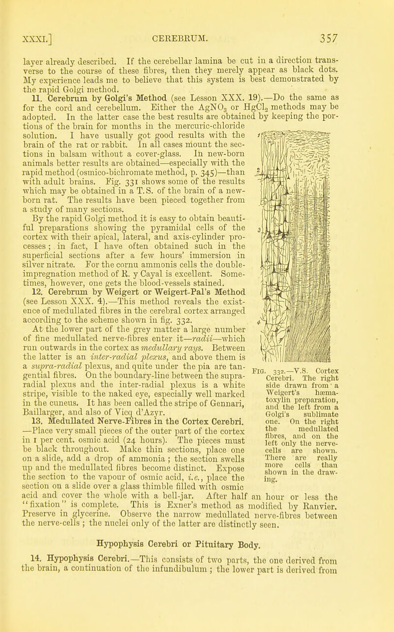 layer already described. If the cerebellar lamina be cut in a direction trans- verse to the course of these fibres, then they merely appear as black dots. My experience leads me to believe that this system is best demonstrated by the rapid Golgi method. 11. Cerebrum by Golgi's Method (see Lesson XXX. 19).—Do the same as for the cord and cerebellum. Either the AgNOg or HgCl„ methods may be adopted. In the latter case the best results are obtained by keeping the por- tions of the brain for months in the mercuric-chloride solution. I have usually got good results with the brain of the rat or rabbit. In all cases mount the sec- tions in balsam without a cover-glass. In new-born animals better results are obtained-—especially with the rapid method (osmico-bichroniate method, p. 345)—than with adult brains. Fig. 331 shows some of the results which may be obtained in a T. S. of the brain of a new- born rat. The results have been pieced together from a study of many sections. By the rapid Golgi method it is easy to obtain beauti- ful preparations showing the pyramidal cells of the cortex with their apical, lateral, and axis-cylinder pro- cesses ; in fact, I have often obtained such in the superficial sections after a few hours' immersion in silver nitrate. For the cornu ammonis cells the double- impregnation method of R. y Cayal is excellent. Some- times, however, one gets the blood-vessels stained. 12. Cerebrum by Weigert or Weigert-Pal's Method (see Lesson XXX. 4).—This method reveals the exist- ence of medullated fibres in the cerebral cortex arranged according to the scheme shown in fig. 332. At the lower part of the grey matter a large number of fine medullated nerve-fibres enter it—radii—which run outwards in the cortex as mcdullarij rays. Between the latter is an intcr-radial plexus, and above them is a supra-radial plexus, and quite under the pia are tan- gential fibres. On the boundary-line between the supra- radial plexus and the inter-radial plexus is a white stripe, visible to the naked eye, especially well marked in the cuneus. It has been called the stripe of Gennari, Baillarger, and also of Vicq d'Azyr. 13. MeduUated Nerve-Fibres in the Cortex Cerebri. —Place very small pieces of the outer part of the cortex in I per cent, osmic acid (24 hours). The pieces must be black throughout. Make thin sections, place one on a slide, add a drop of ammonia ; the section swells lip and the medullated libres become distinct. Expose the section to the vapour of osmic acid, i.e., place the section on a slide over a glass thimble filled with osmic acid and cover the whole with a bell-jar. After half an hour or less the fixation is complete. This is Exner's method as modified by Ranvier. Preserve in glycerine. Observe the narrow medullated nerve-fibres between the nerve-cells ; the nuclei only of the latter are distinctly seen. Hypophysis Cerebri or Pituitary Body. 14. Hypophysis Cerebri.—This consists of two parts, tlic one derived from the brain, a continuation of the infundibulum ; the lower part is derived from Fig. 332.—V.S. Cortex Cerebri. The right side drawn from' a Weigert's hiema- toxylin preparation, and the left from a Golgi's sublimate one. On the right the medullated fibres, and on the left only the nerve- cells are shown. There are really more cells than shown in the draw- ing.