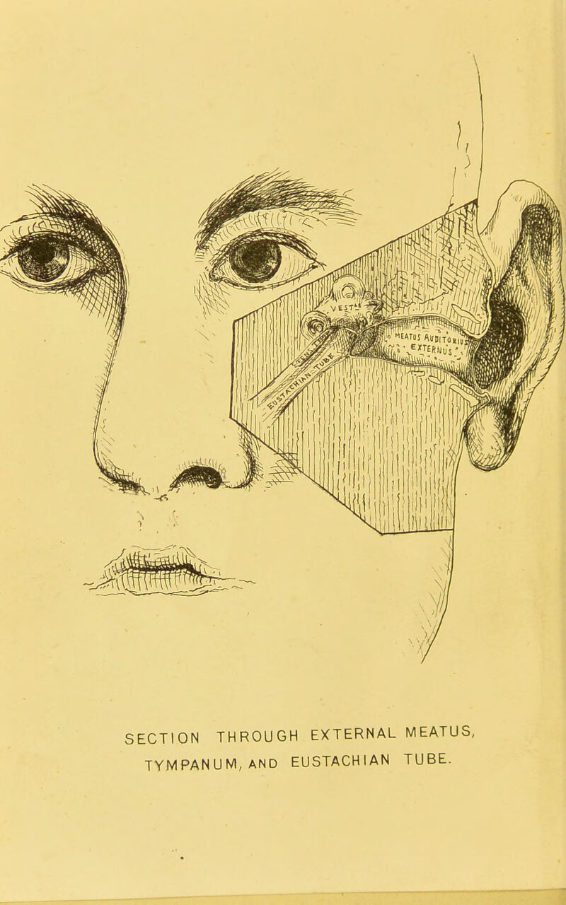 SECTION THROUGH EXTERNAL MEATUS, TYMPANUM, AND EUSTACHIAN TUBE.